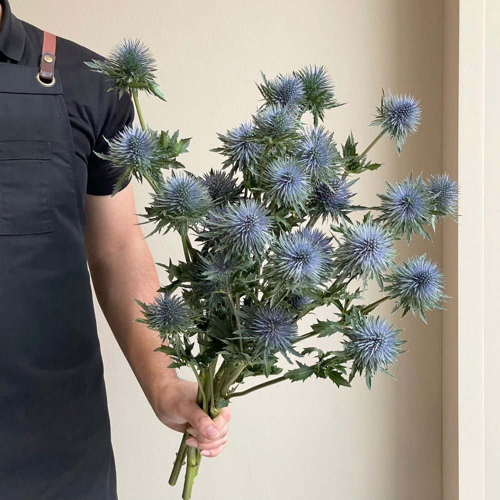 Eryngium Magnetar Questar Blue XL (5 Stem)