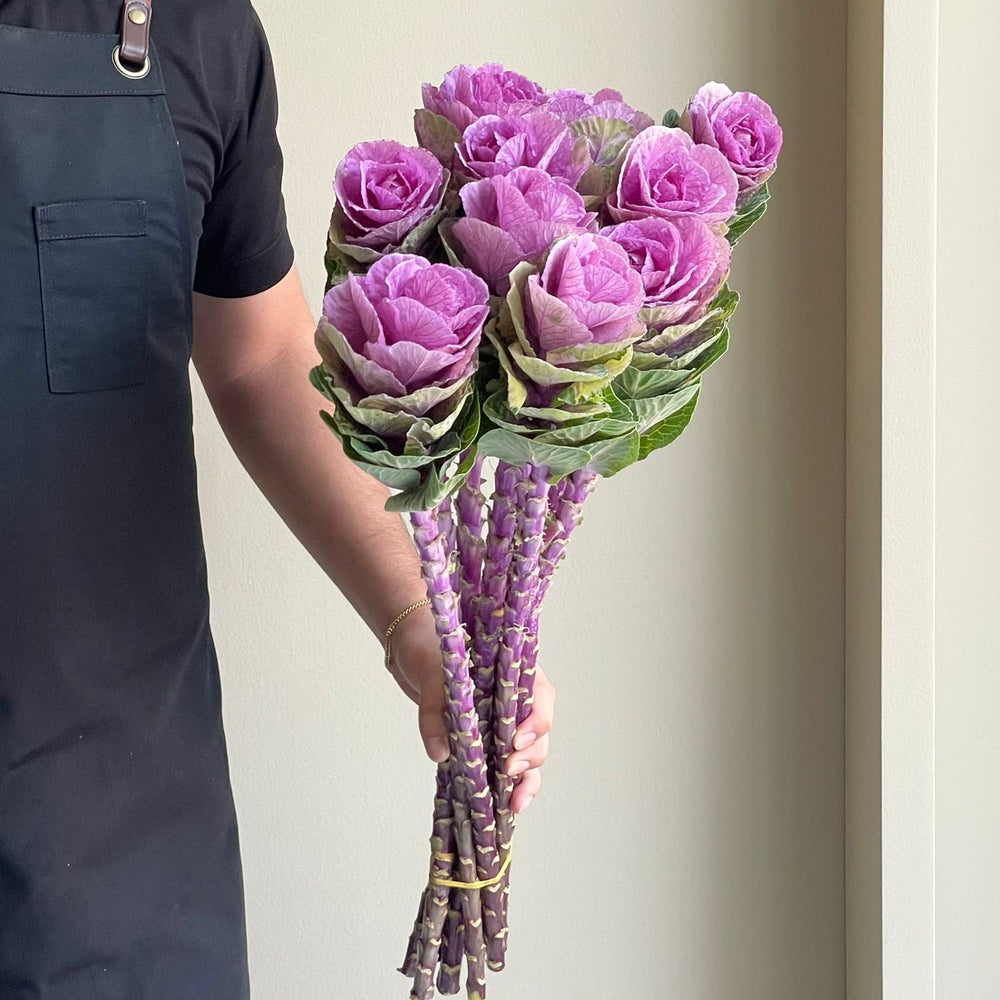 Brassica - Empire Olga