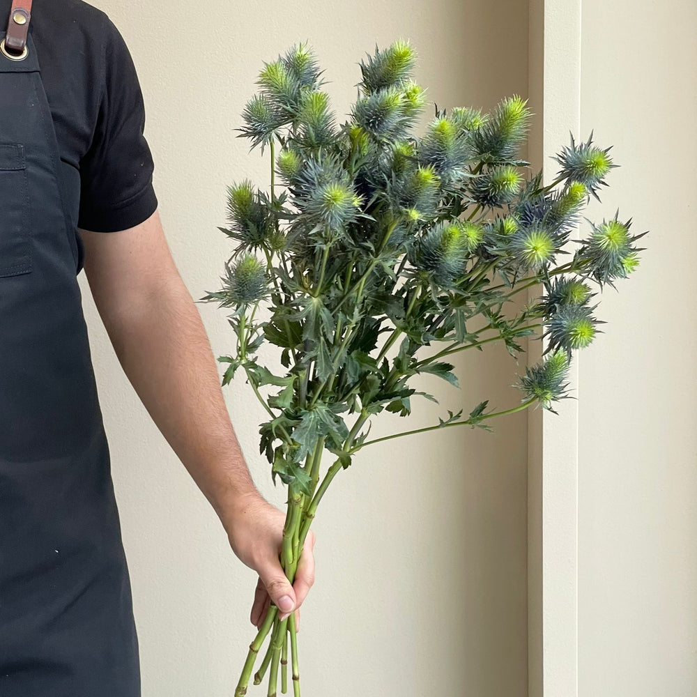 Eryngiums Supernova XL