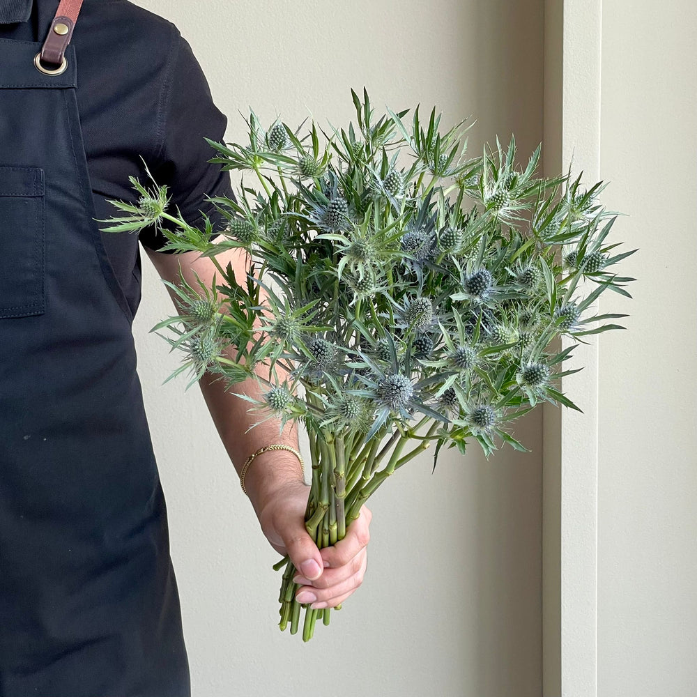 Eryngiums - Jewel Stone Blue (20 stems)
