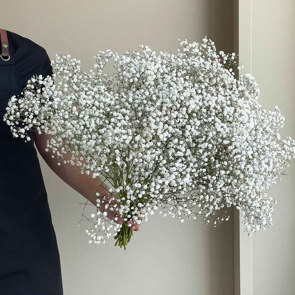 Gypsophilas Excellence White