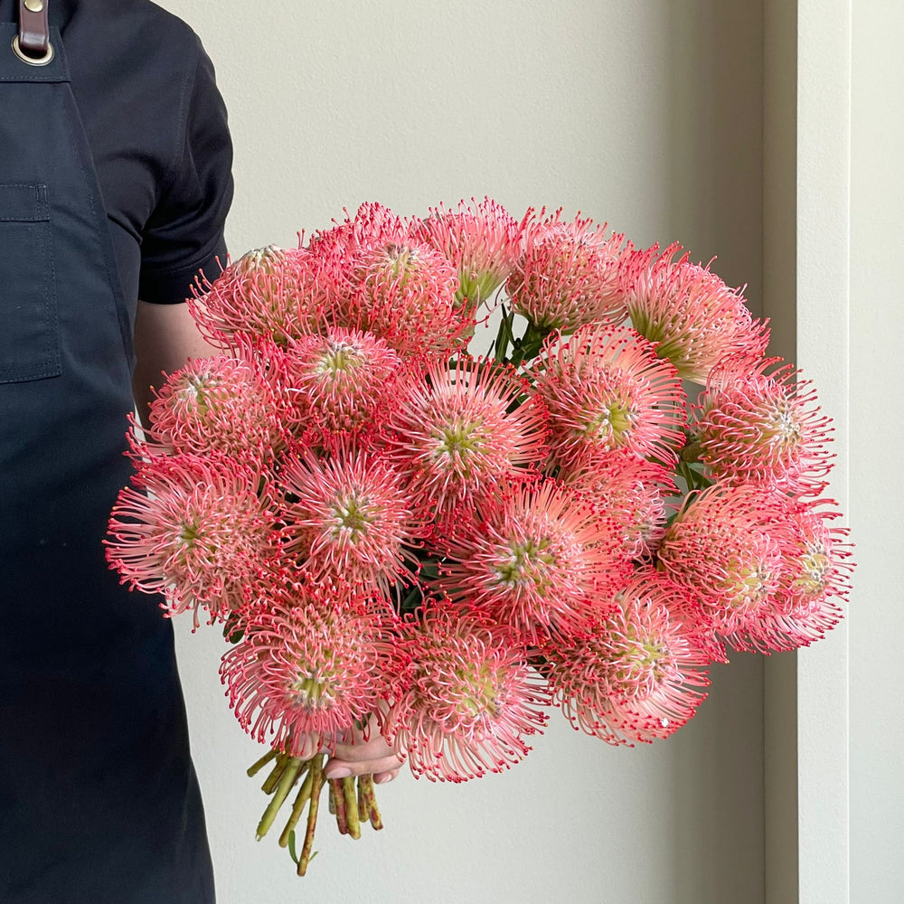 Leucospermum - Ayoba Pink (20 Stem)