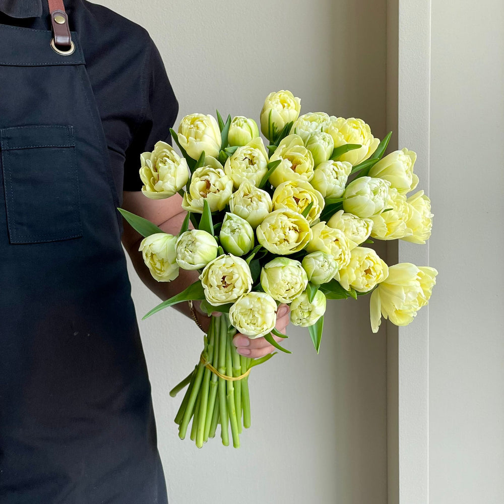 Tulips Double - Avant Garde Creme