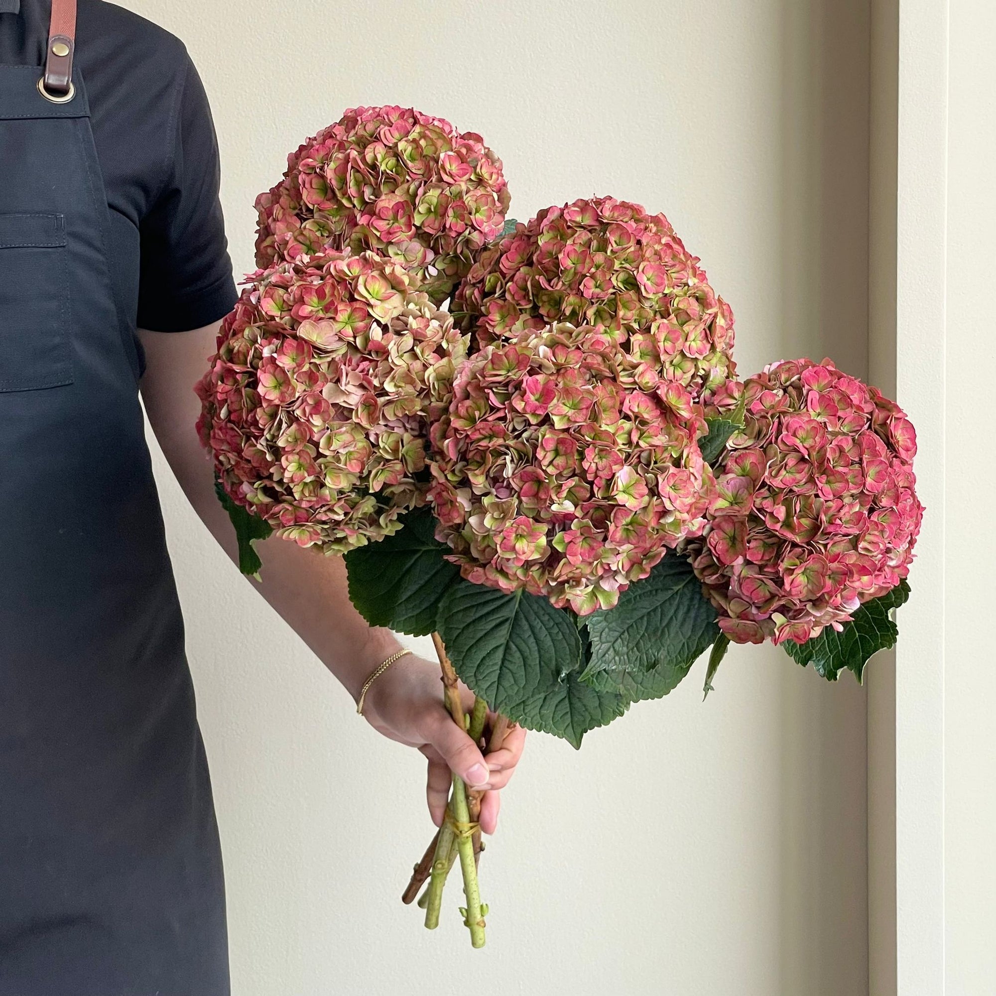 Hydrangeas - Royal Anastasia Classic