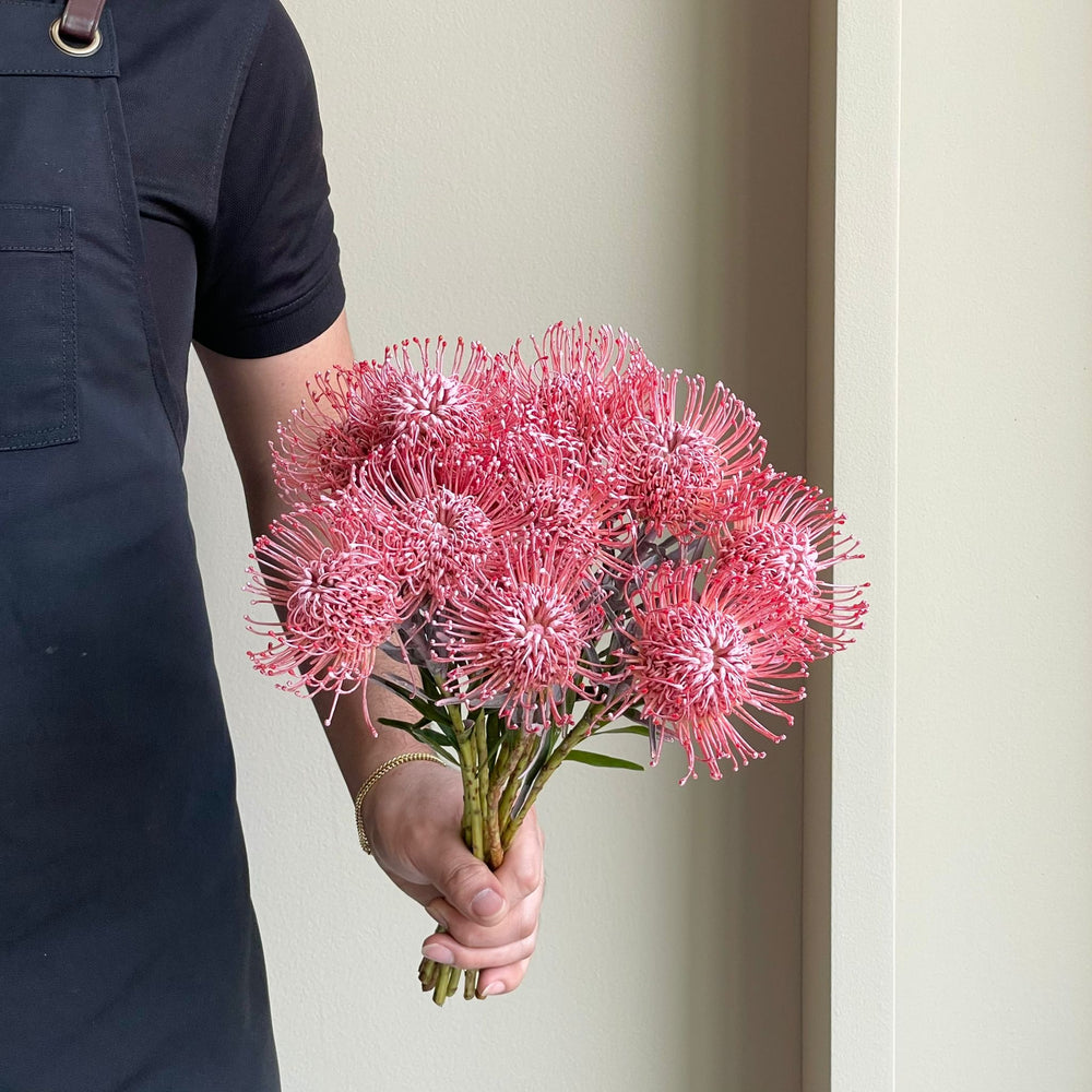 Leucospermum - Dyed Baby Rose