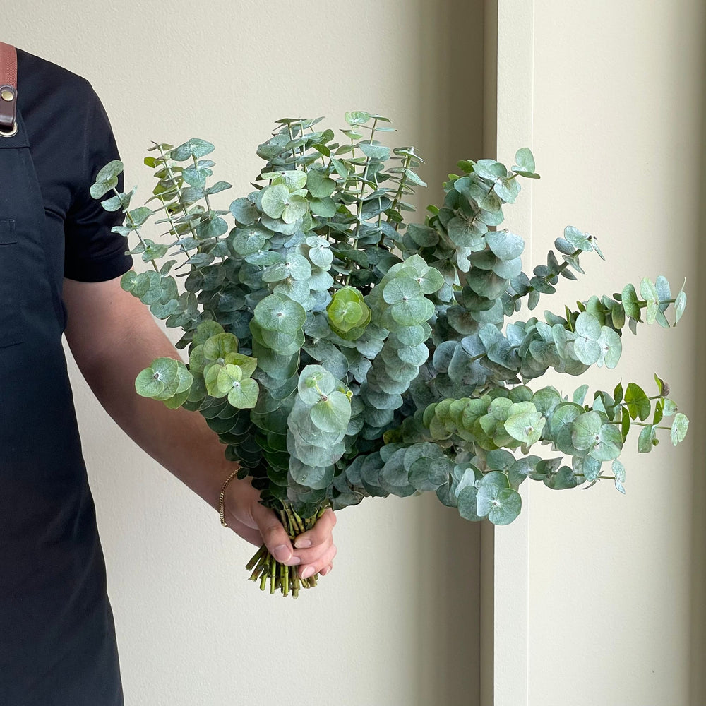Eucalyptus Cinerea - Silver Dollar (Short Stems)