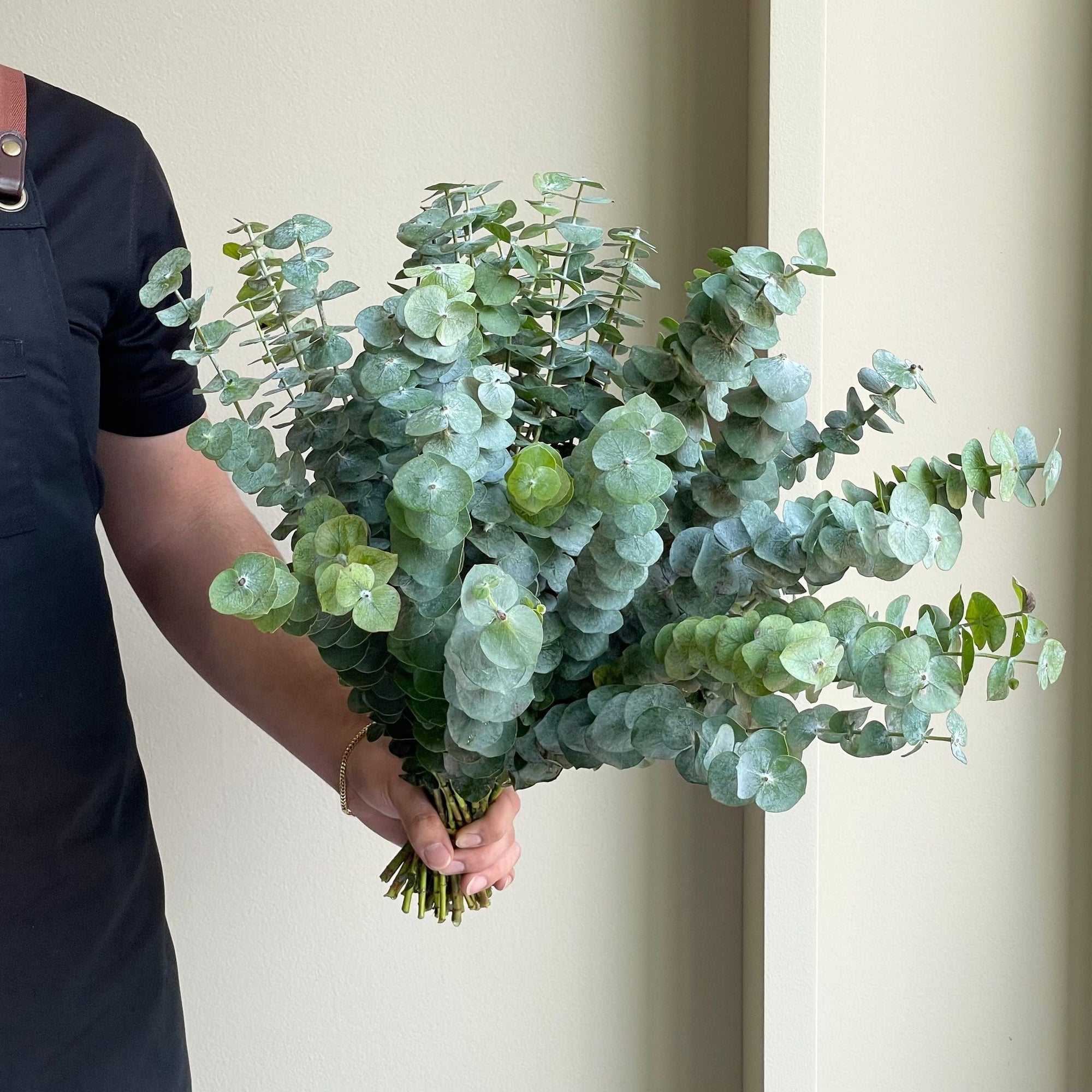 Eucalyptus Cinerea - Silver Dollar (Short Stems)