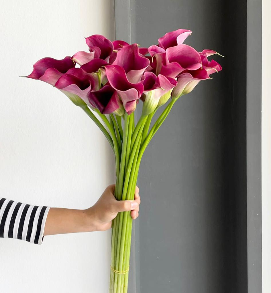 Calla Lilies - Captain Promise