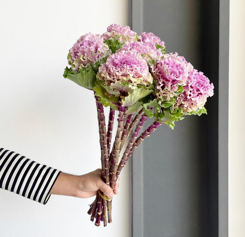 Brassica - Crane Ruffle Rose