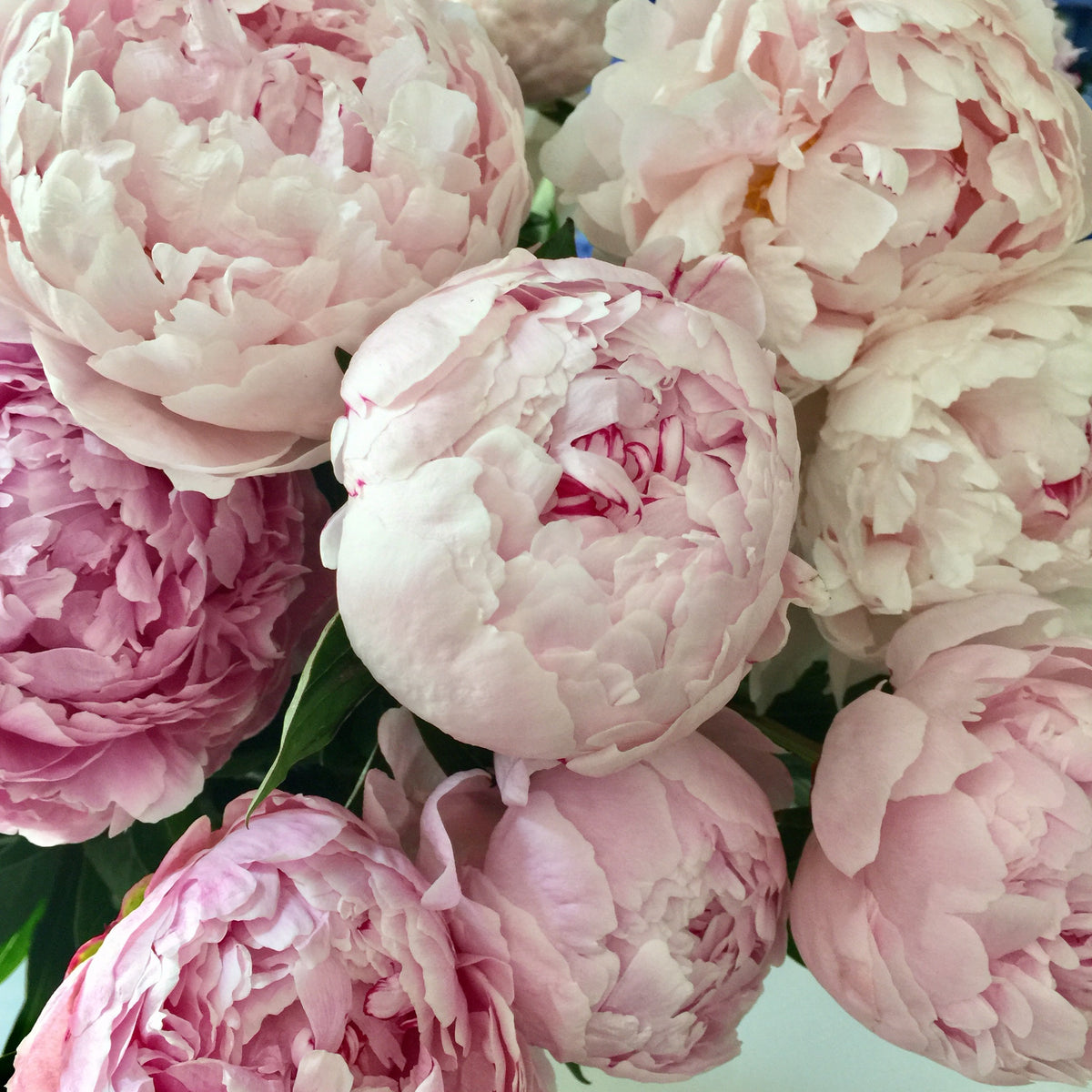 CARING FOR YOUR PEONIES