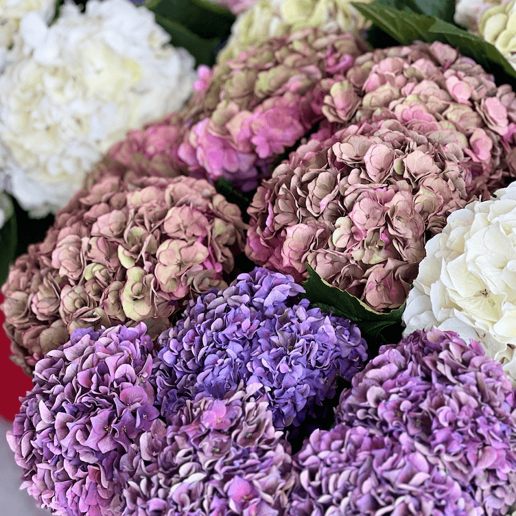 Hydrangeas… delicate, dreamy, and a little dramatic. Here’s how to keep them happy.