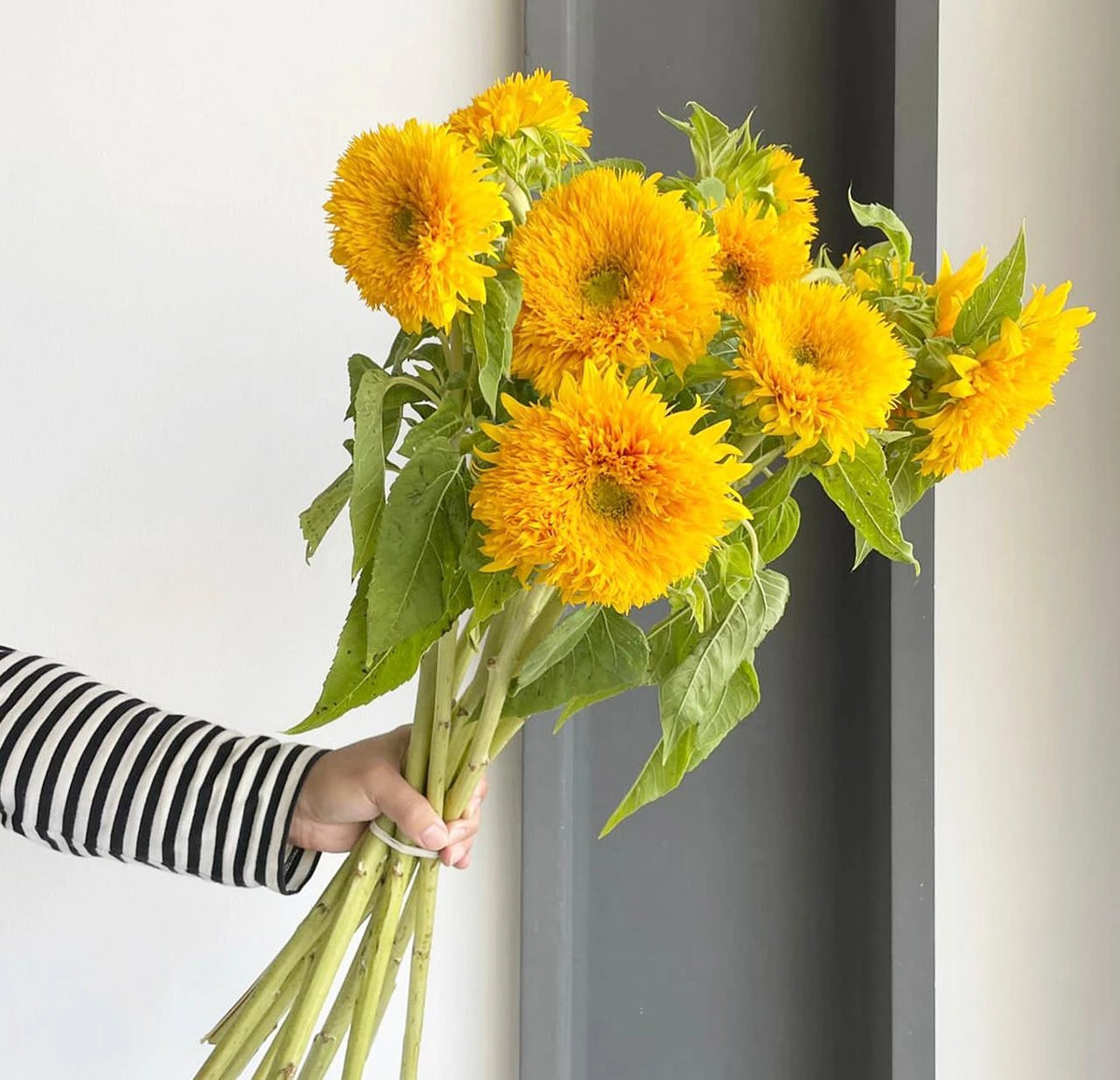 Sun King sunflowers from our fresh Flower Market.