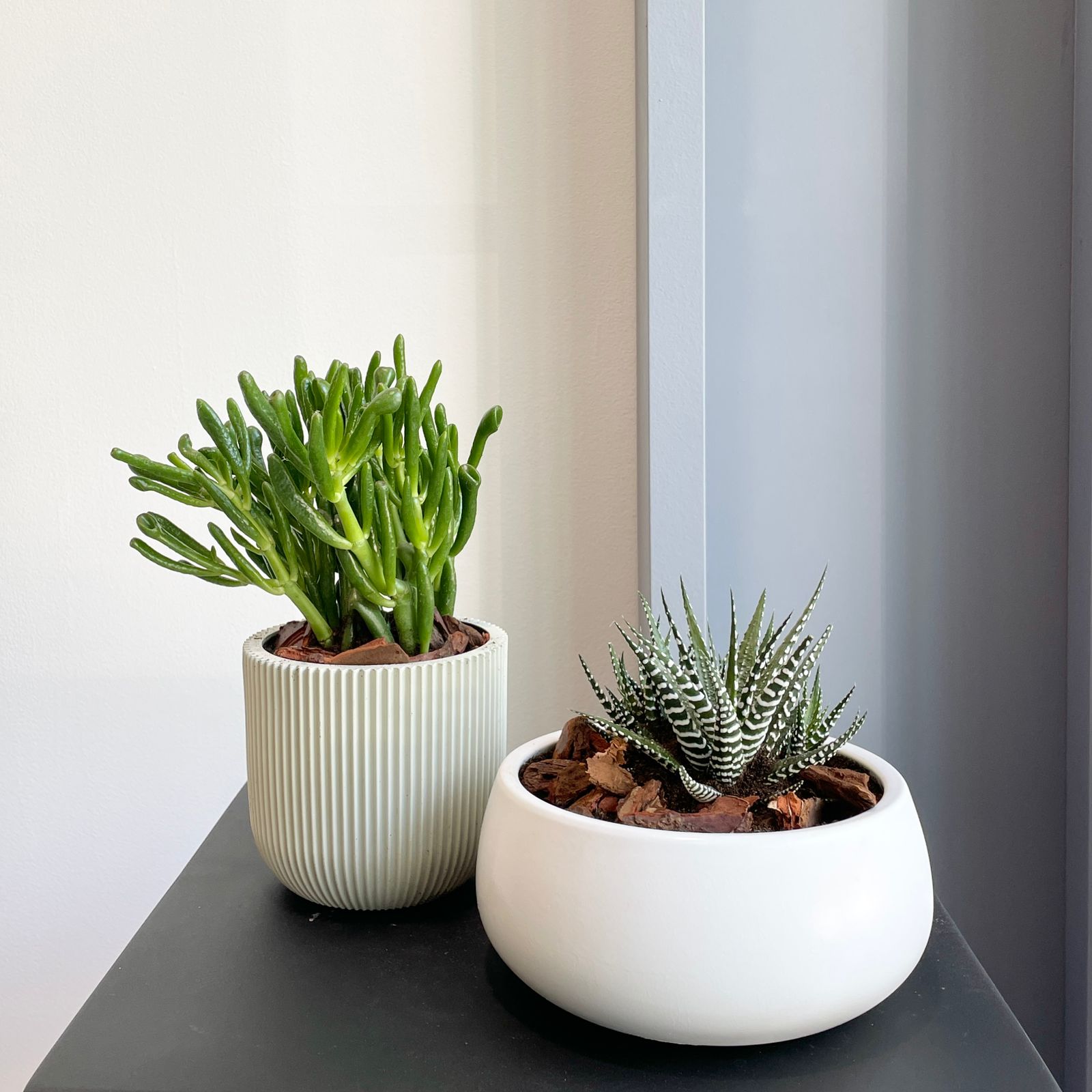 Plants