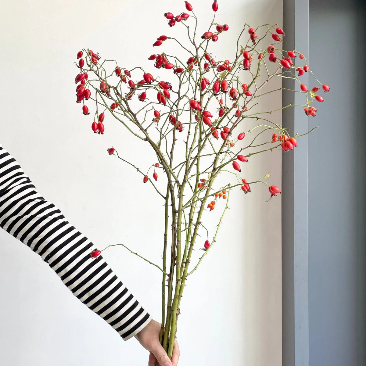 From Florette's autumn cutflowers collection, includes this ornamental branches with orange berries, Rosa Zafirro.