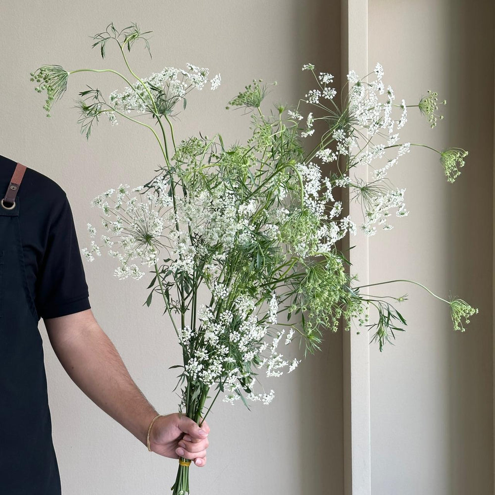 Ammi Majus Graceland (Queen Anne's Lace)