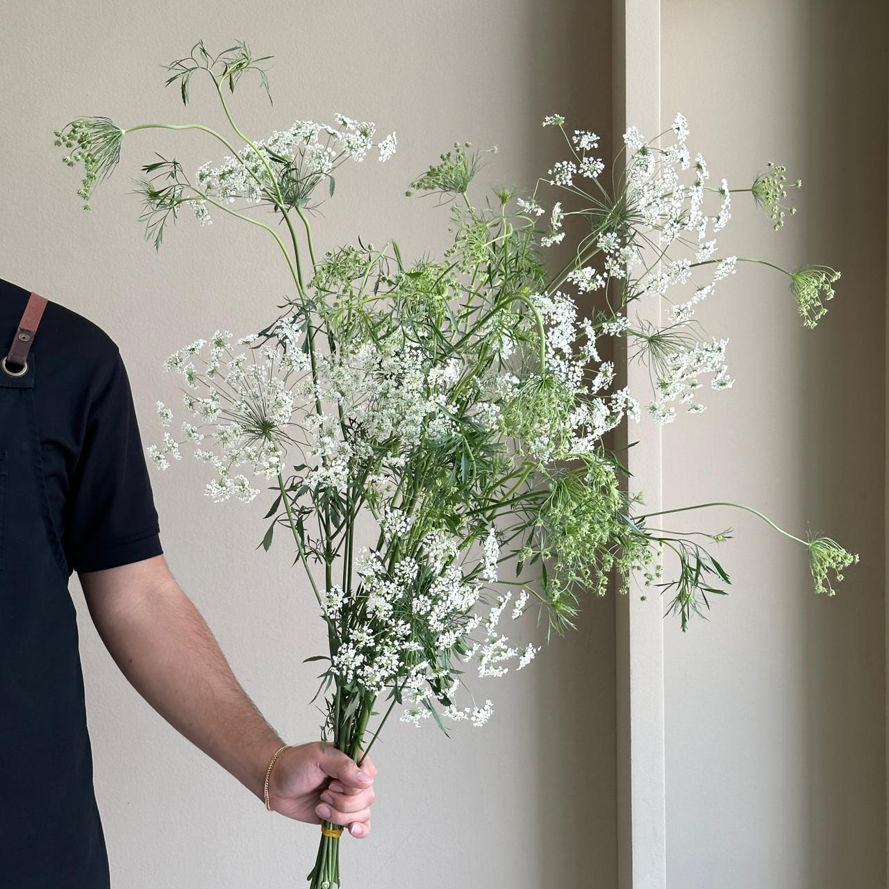 Ammi Majus Graceland (Queen Anne's Lace)