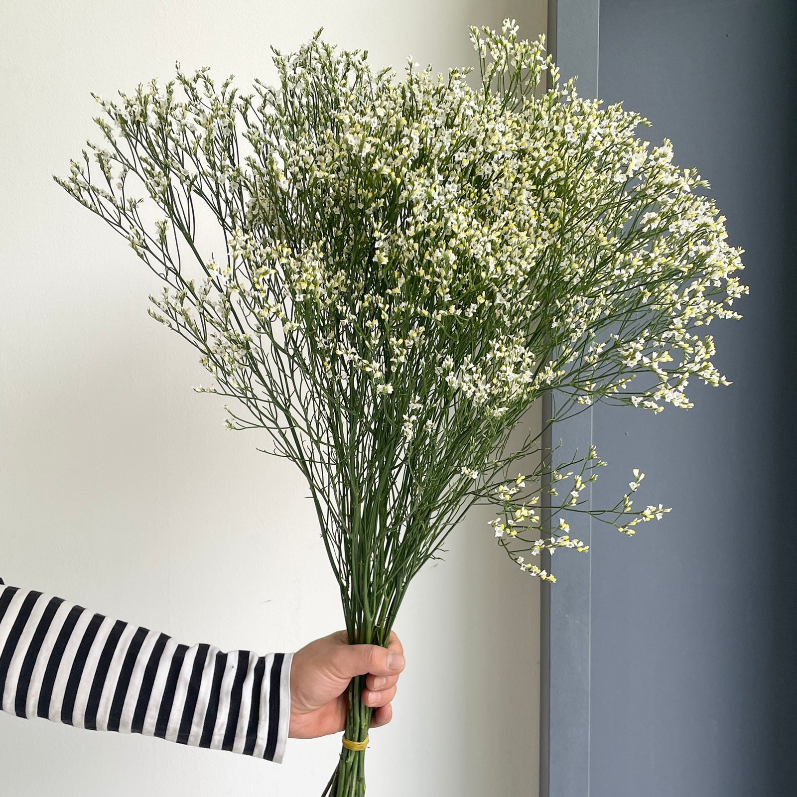 Limonium Sinensis - Clear Diamond White