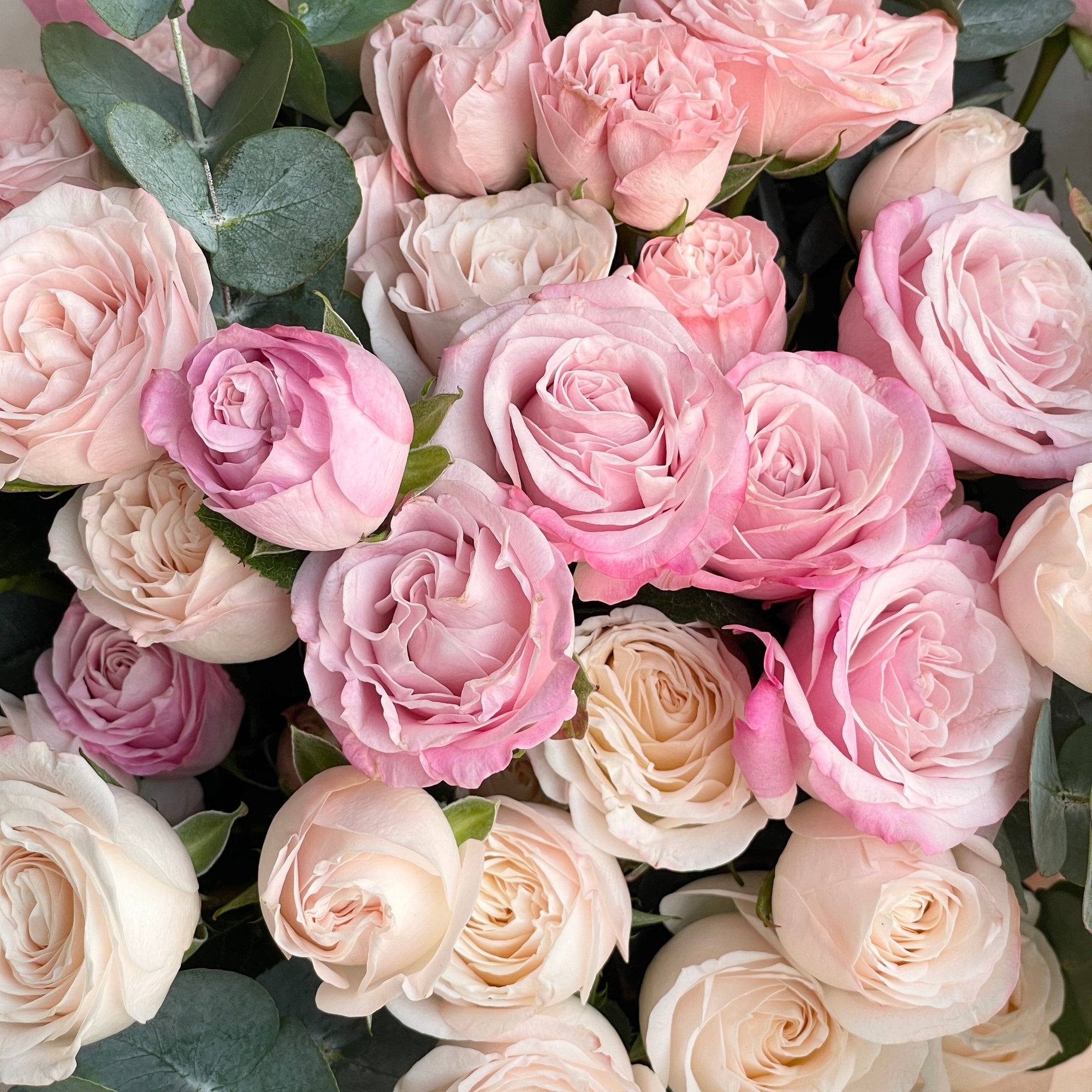 Spray Rose - Soft Serenade