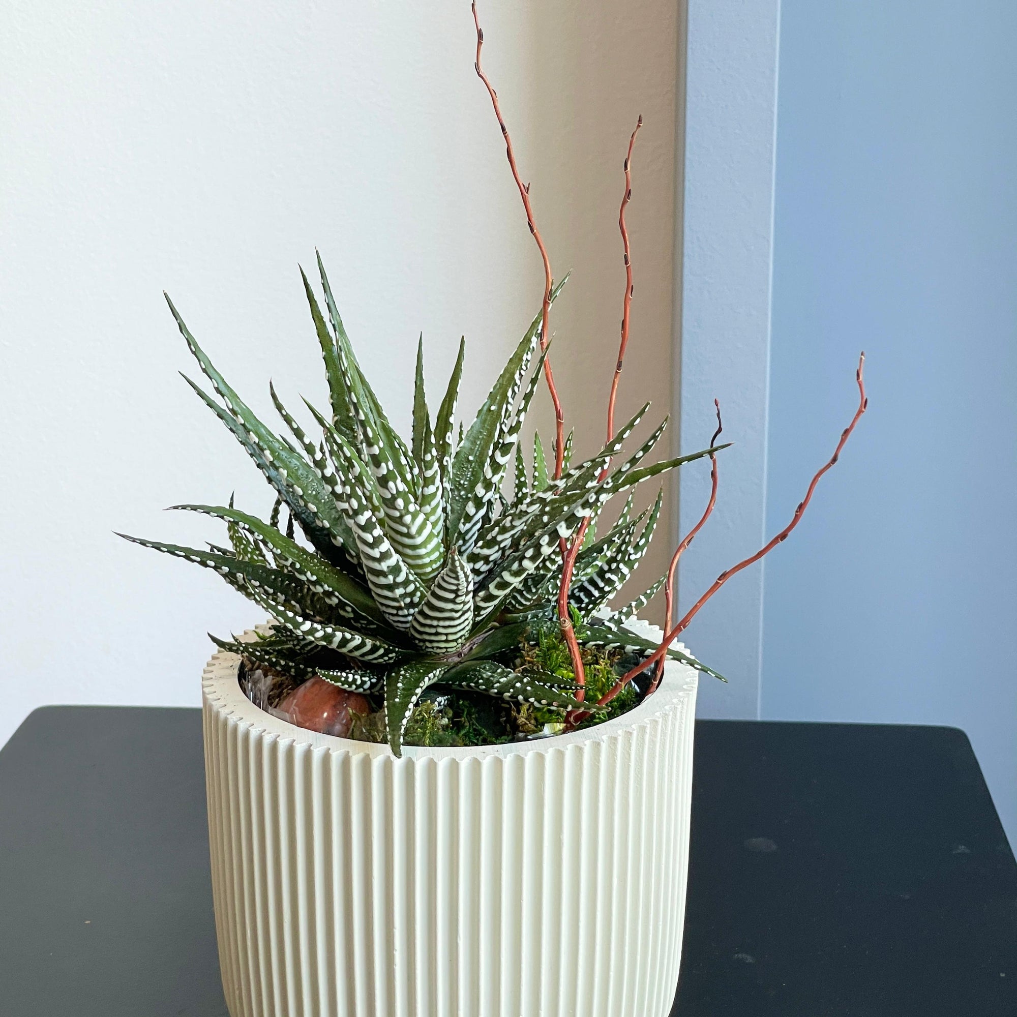 Succulent - Green with twigs