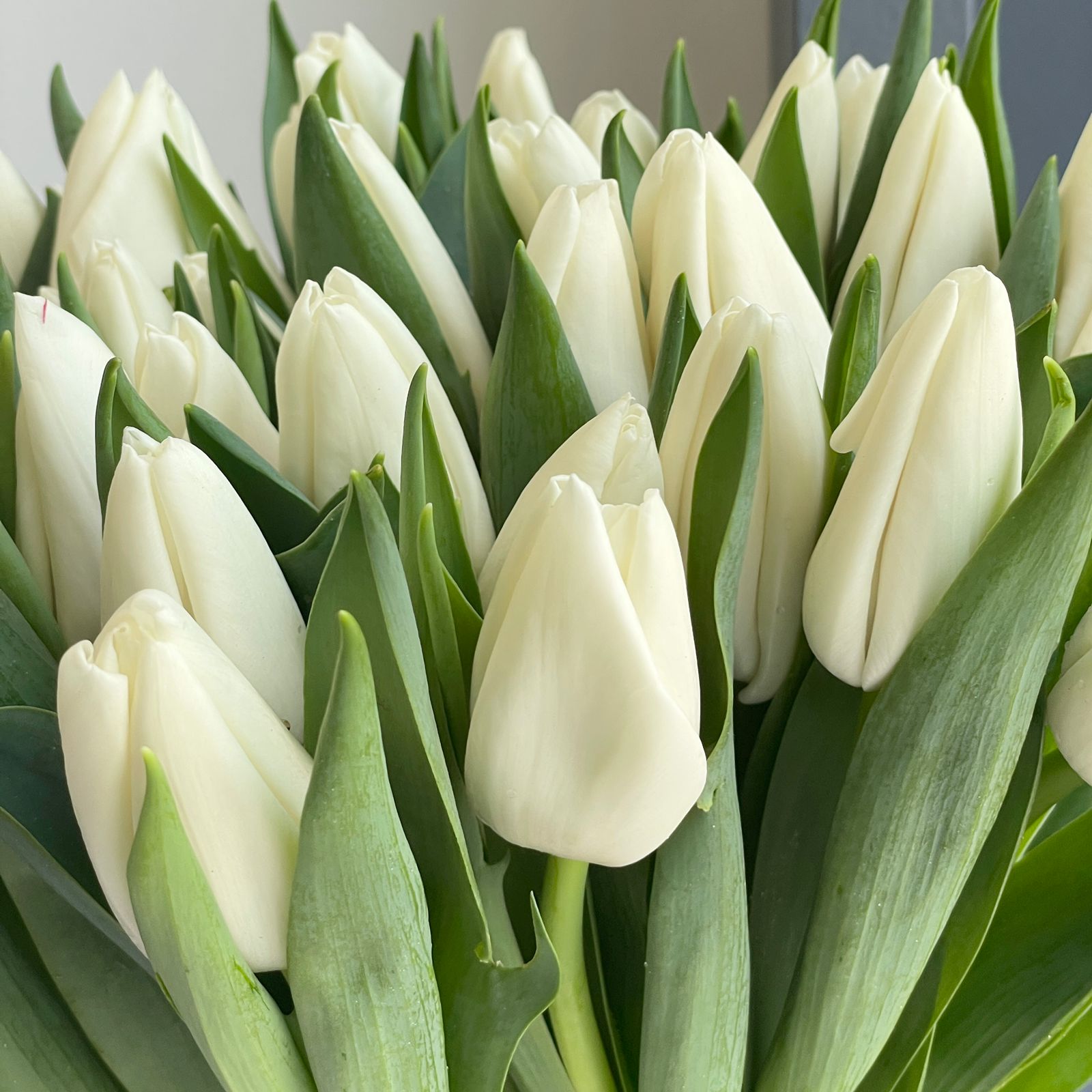 Tulips - Update White