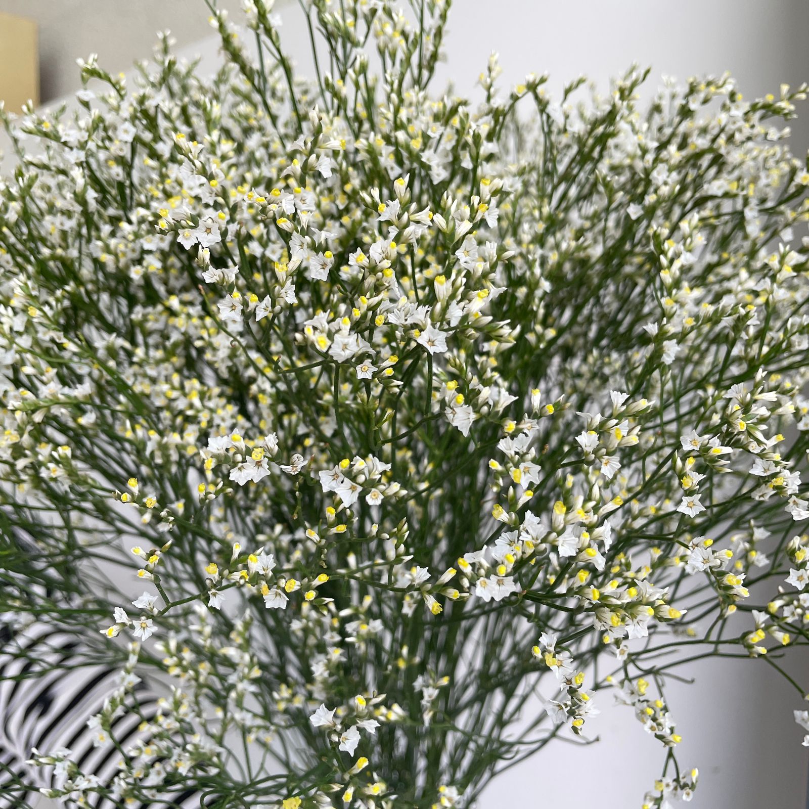 Limonium Sinensis - Clear Diamond White