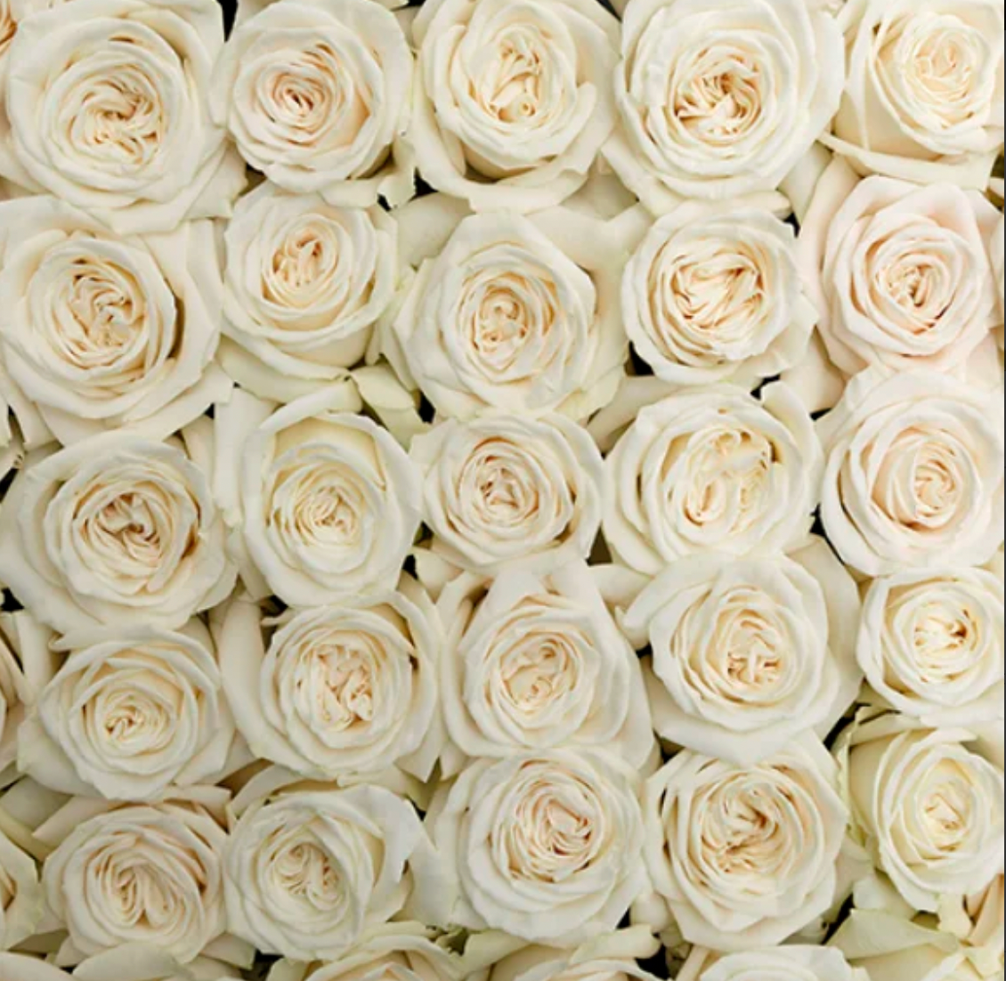 Roses - Beluga White (50 Stems)