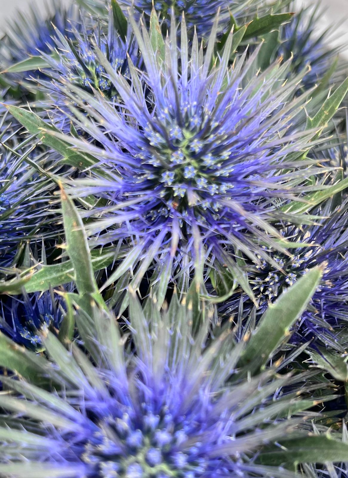 Eryngiums Magnetar Questar Blue