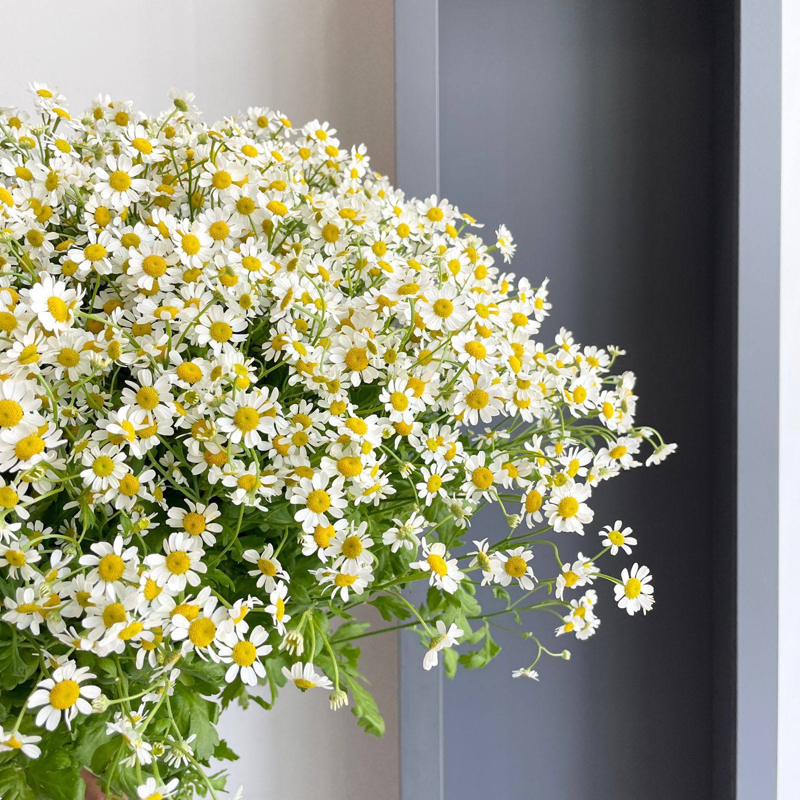 Camomile Cameron