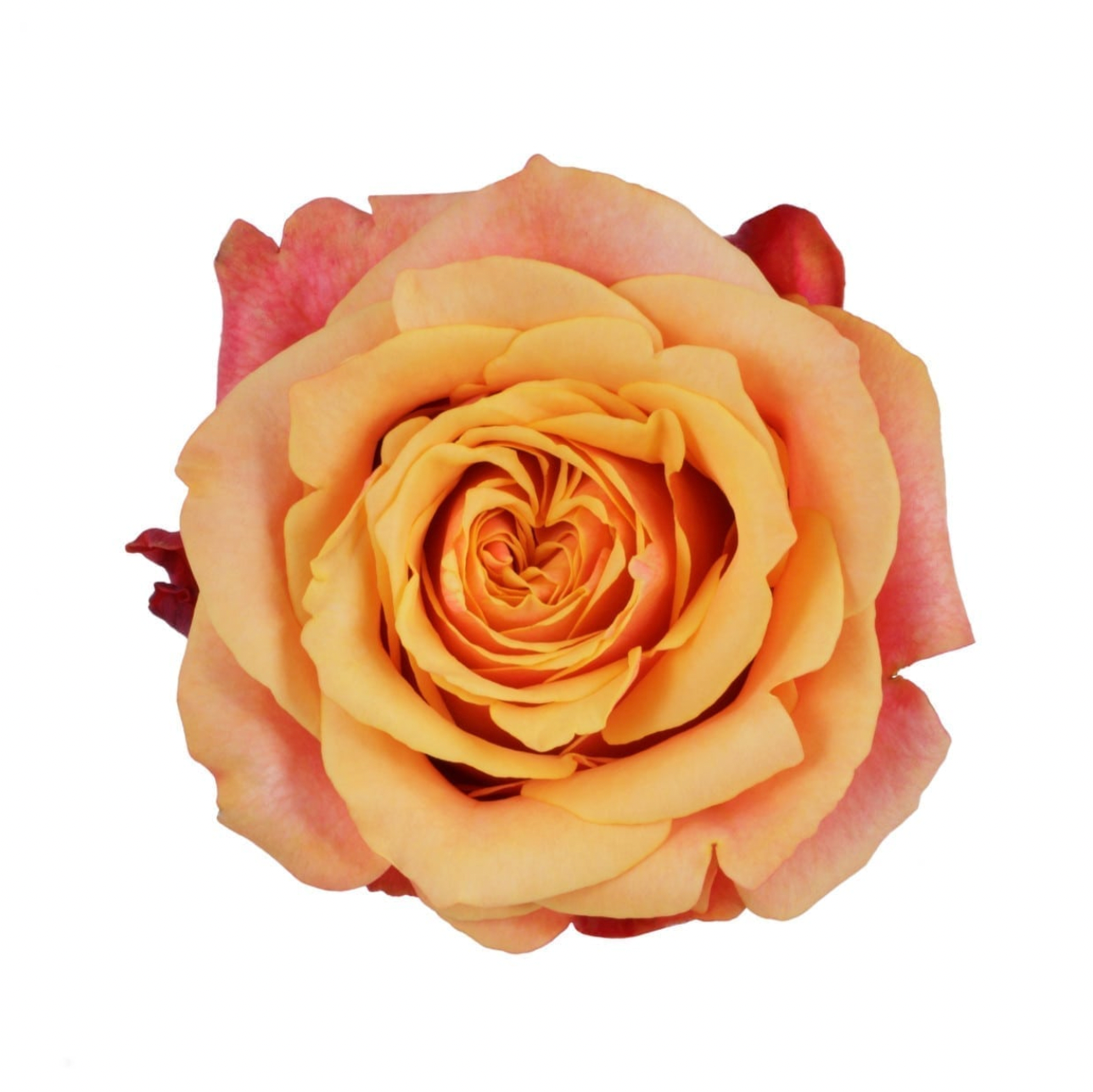 Roses - Cherry Brandy Orange Bicolor