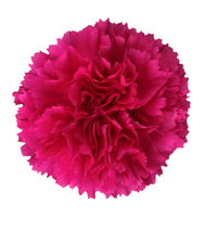 Carnations Bizet Hot Pink bloom