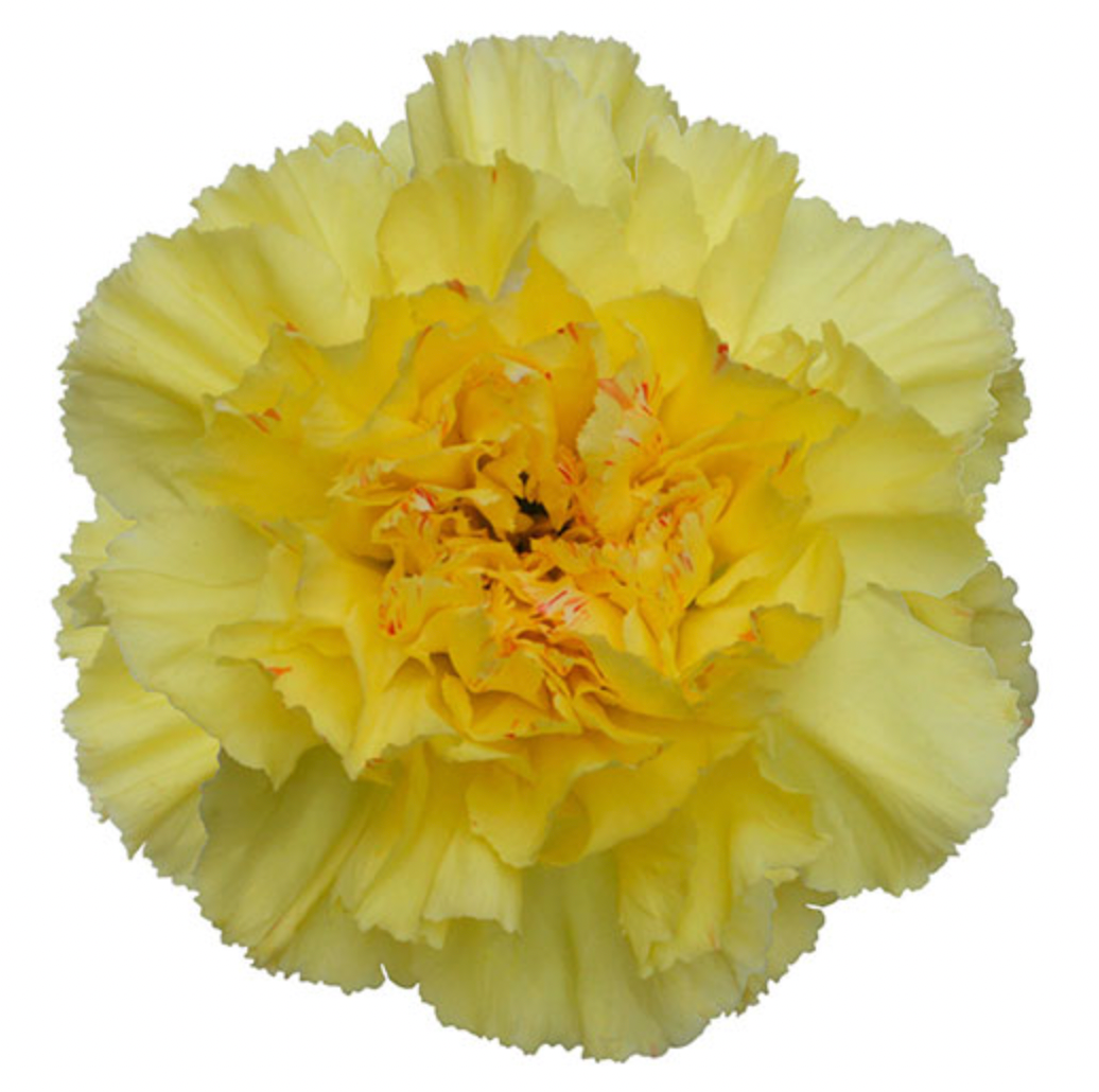 Carnations - Hermes Yellow