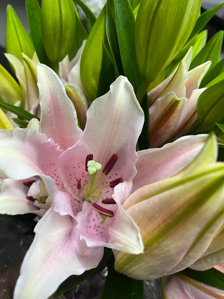 Lilies Oriental - Catemaco Rose Pink