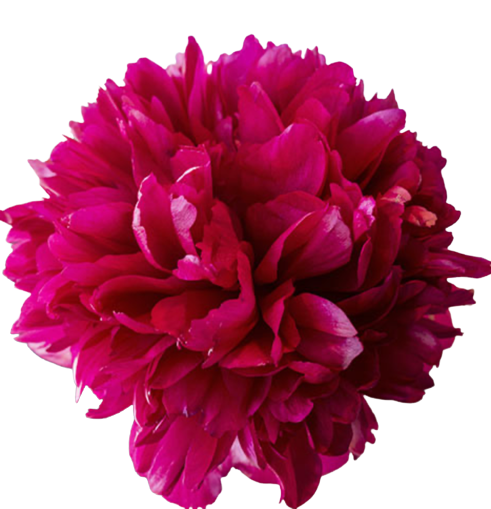 Peonies - Command Performance Red-Pink (Small)