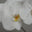 Florette logo