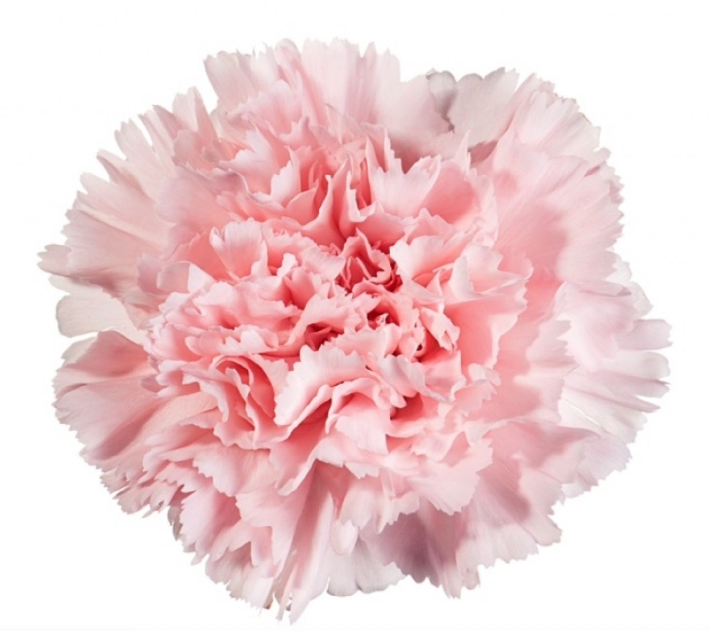 Carnations - Doncel Soft Pink