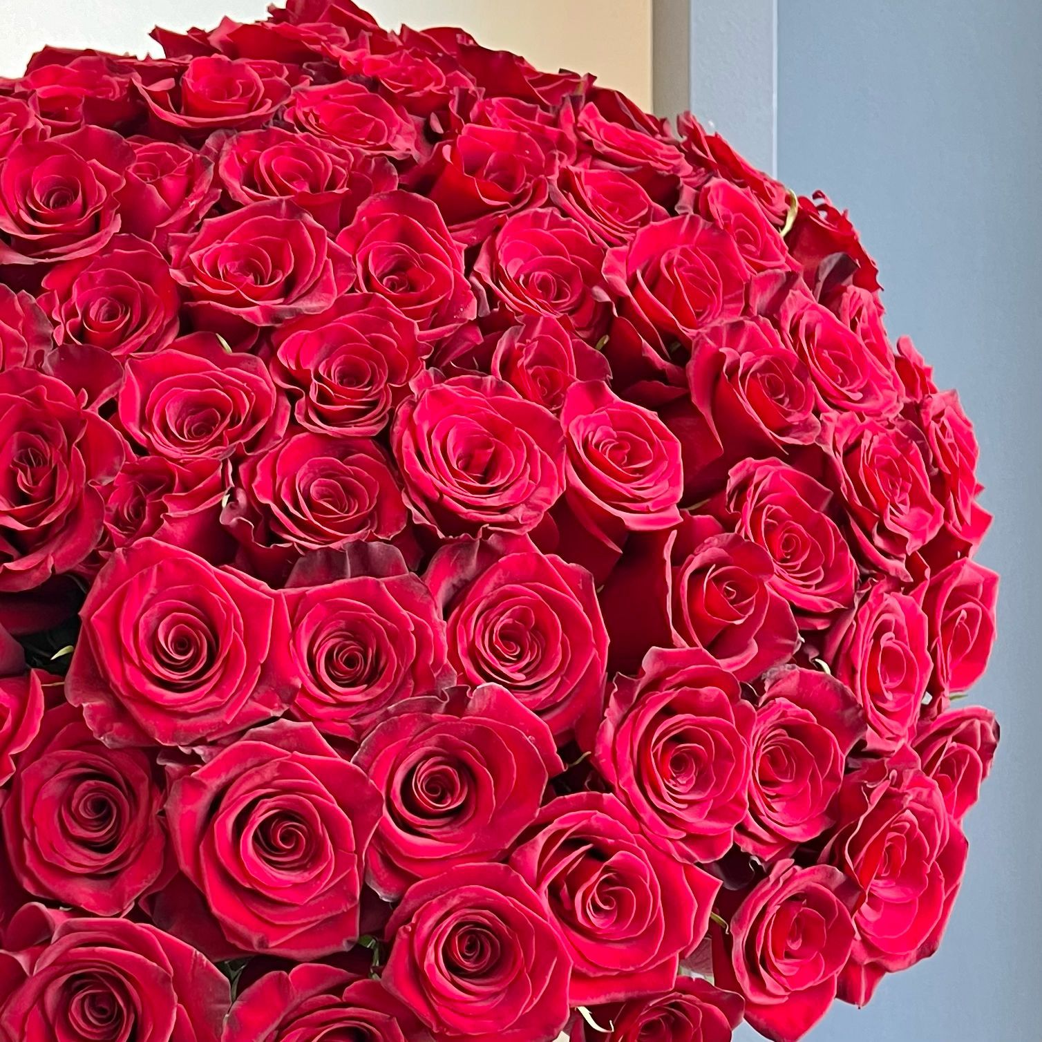 Roses - Red Paris (100 Stems)