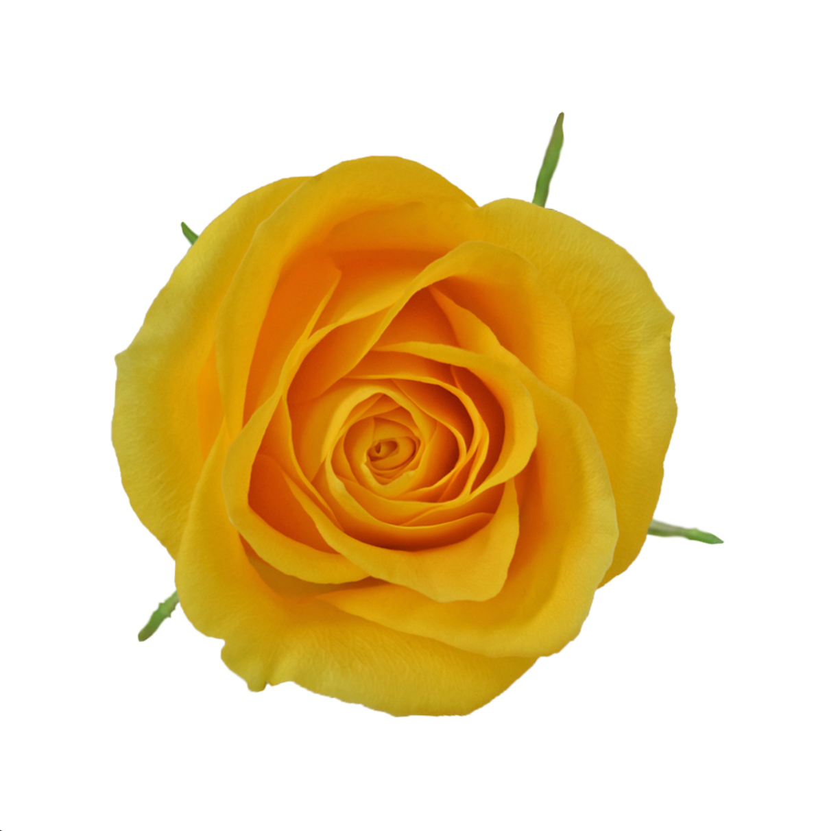 Roses - Brighton Yellow