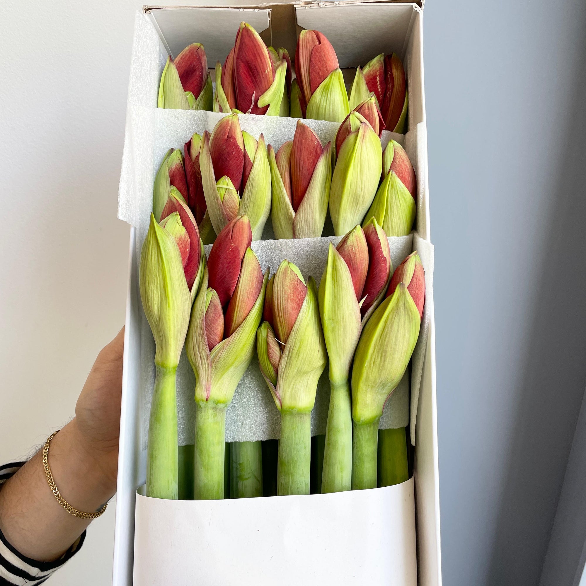 Amaryllis - Ferrari Red (15 Stems)