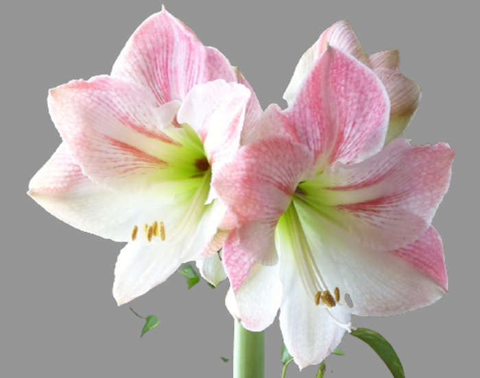 Florette Amaryllis Exception blooms