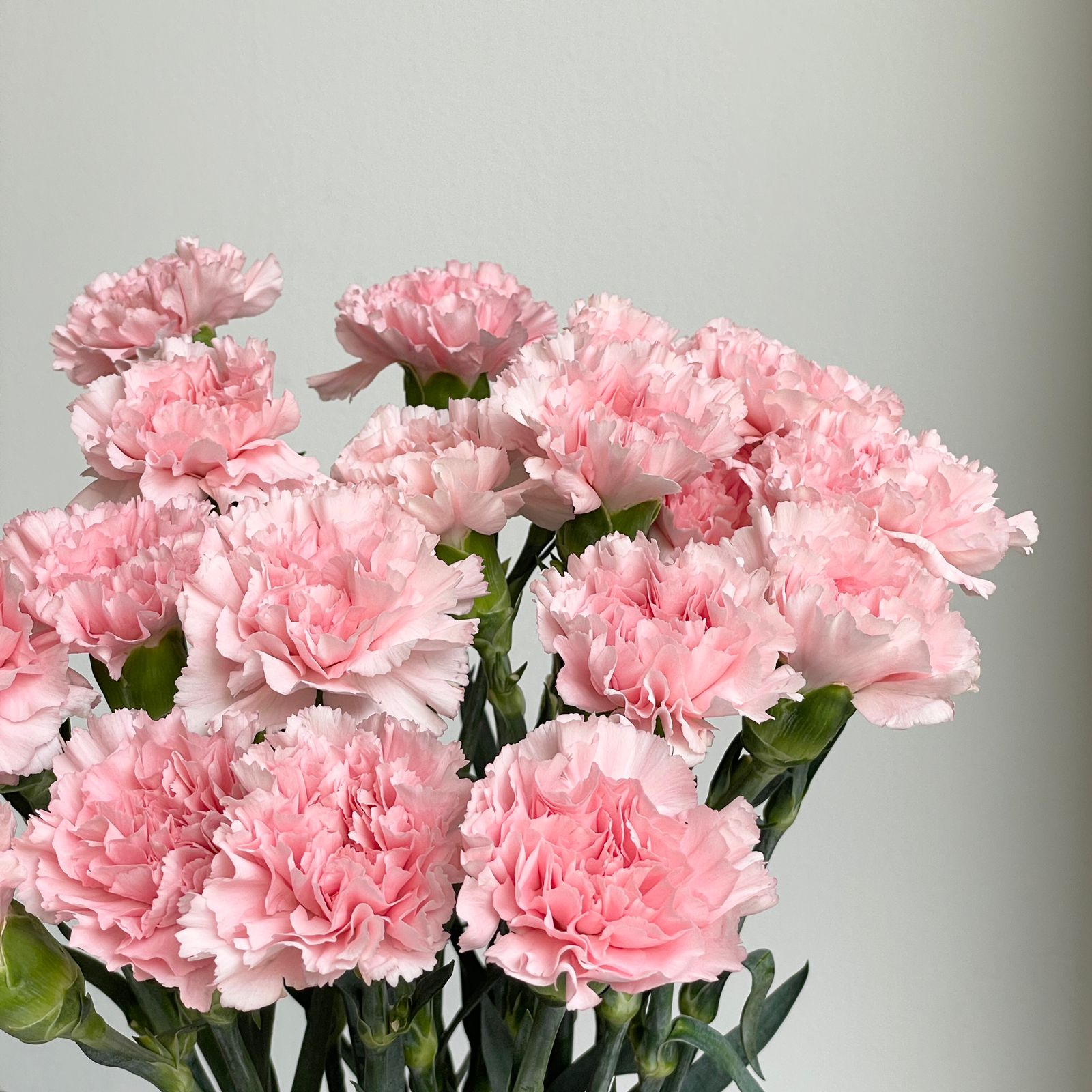 Carnations - Doncel Soft Pink