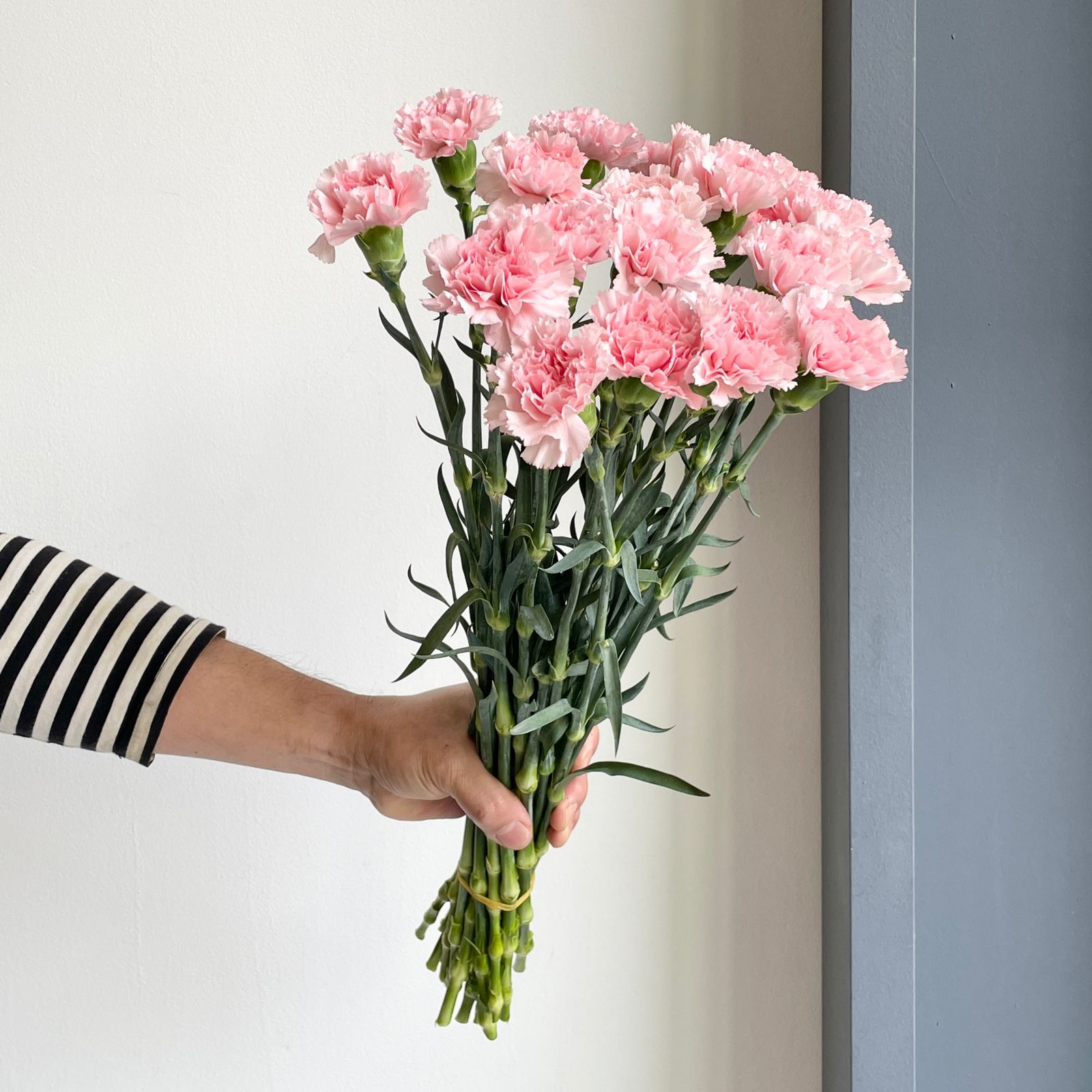 Carnations - Doncel Soft Pink