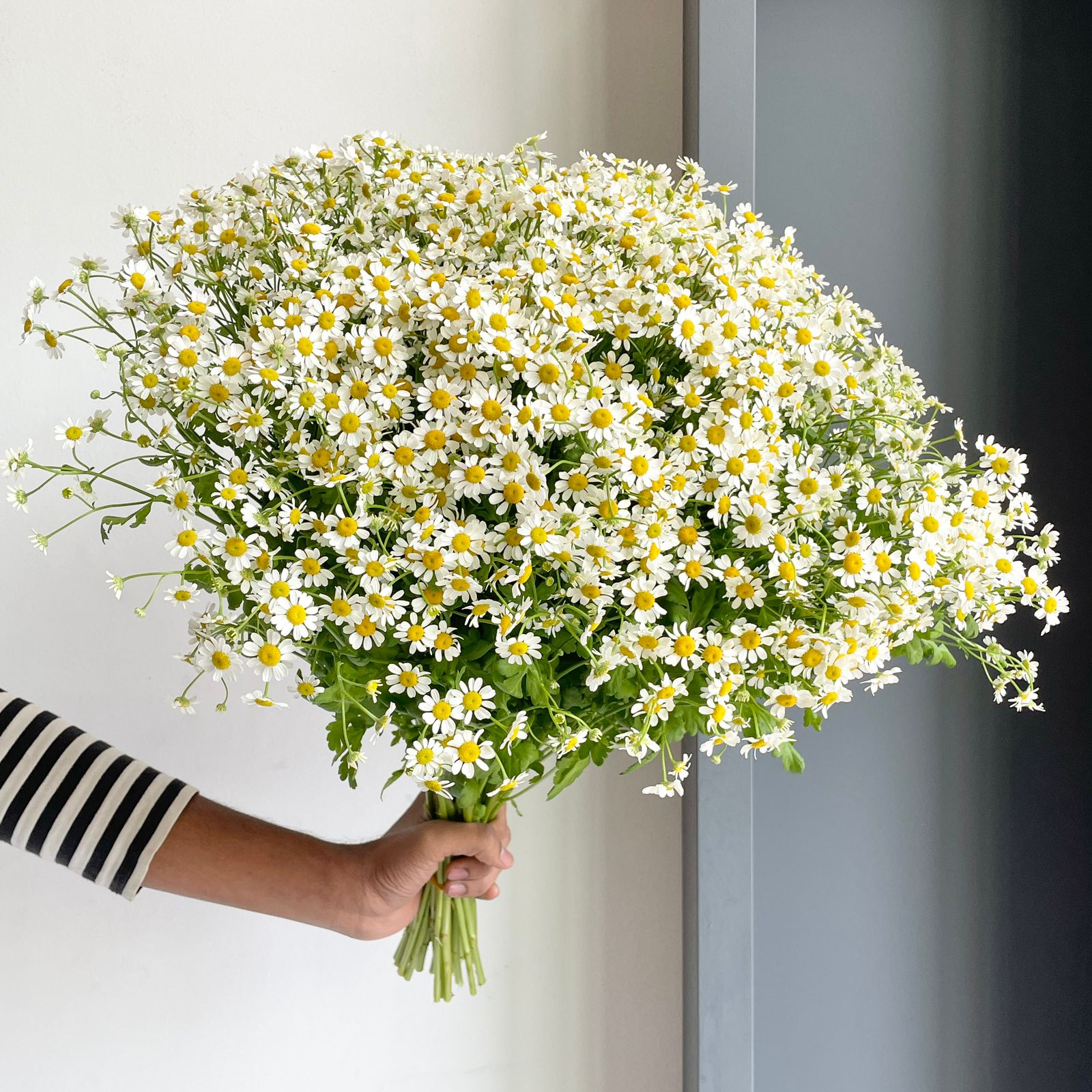 Camomile Cameron