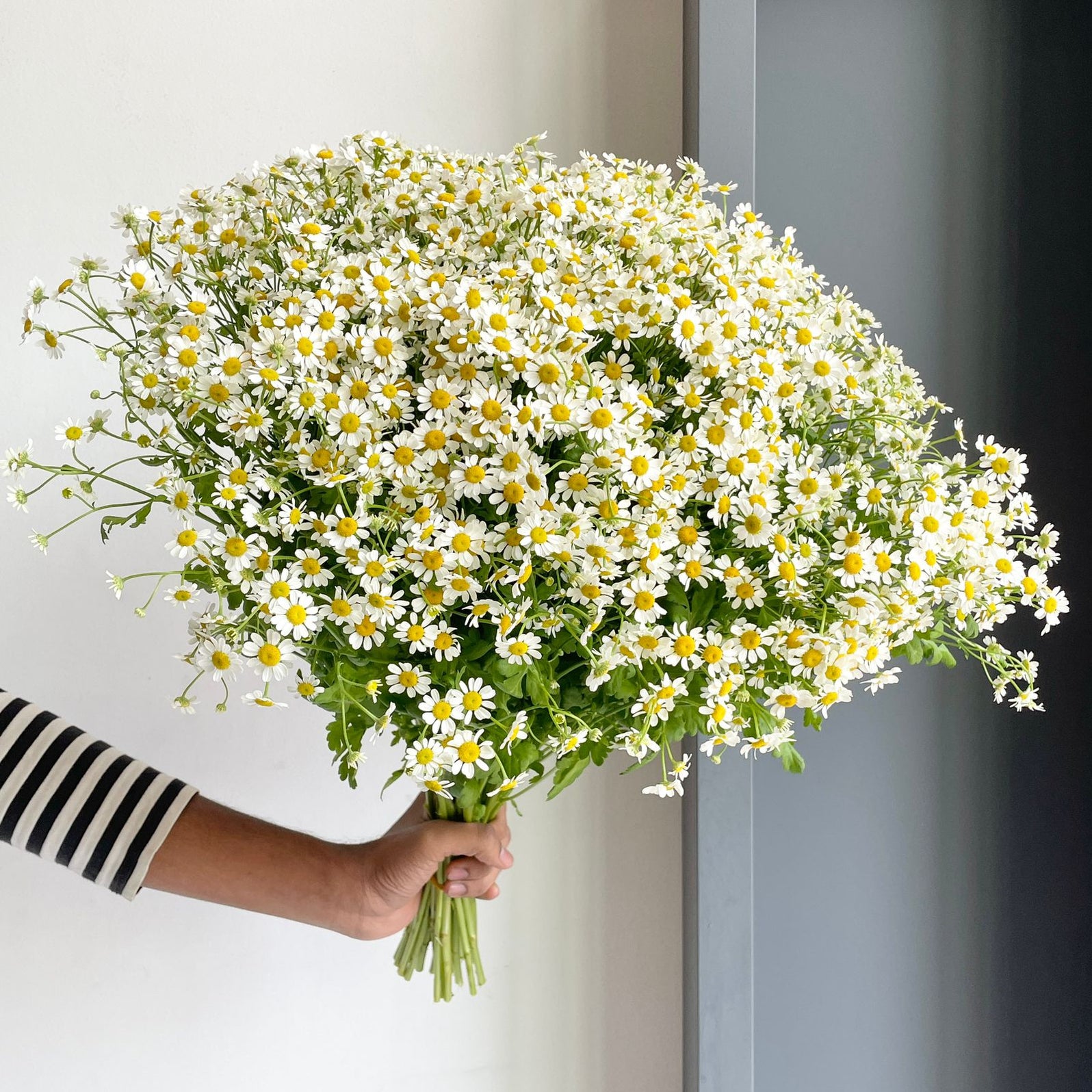 Flower Delivery Dubai, UAE 1 Online Flower Shop Florette