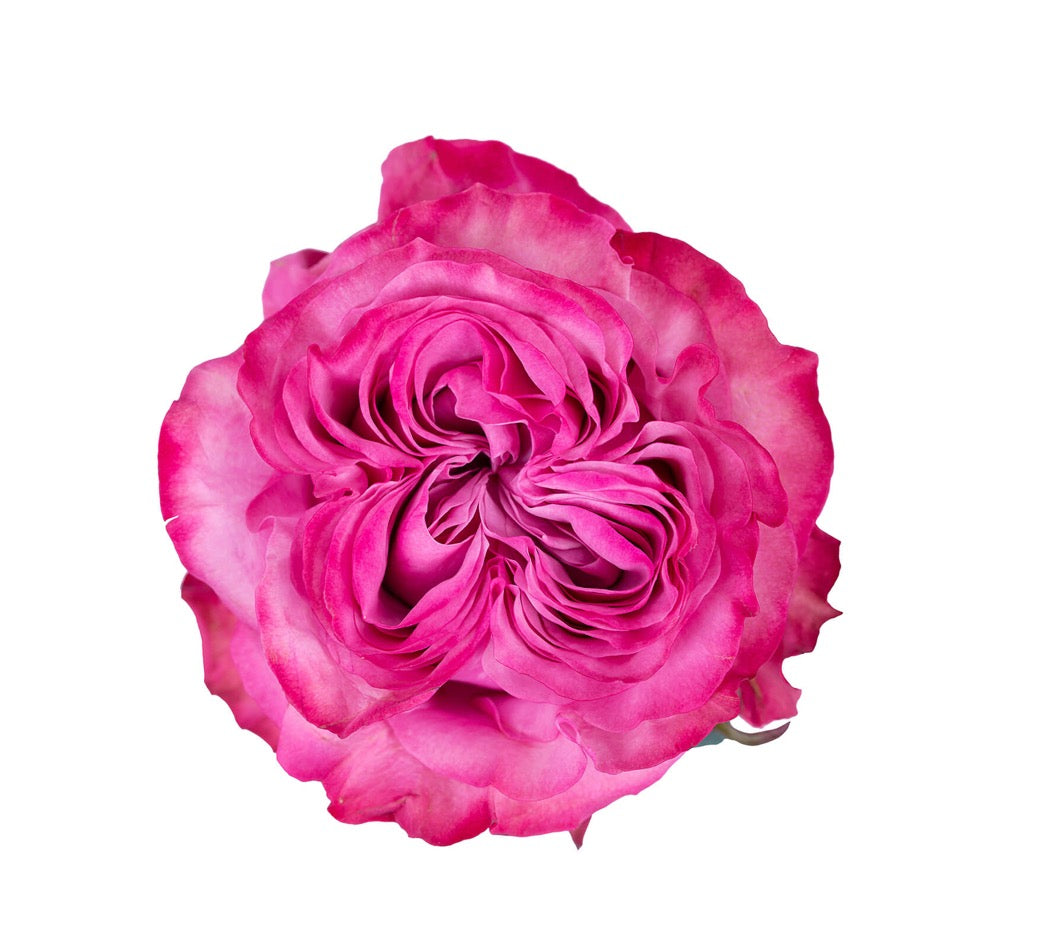 Roses - Country Blues Purple