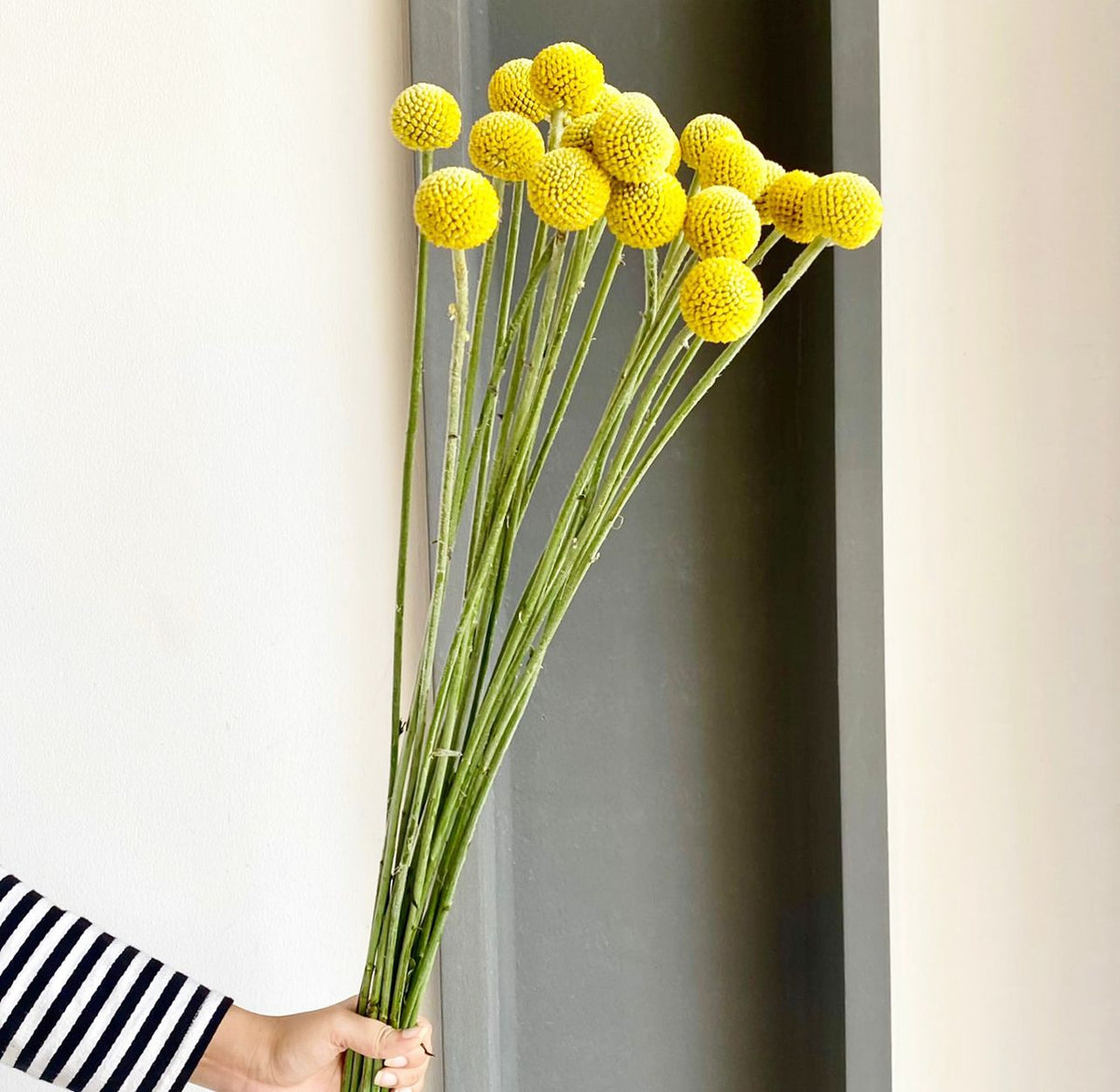 Craspedia Paintball Pop (Long Stem)