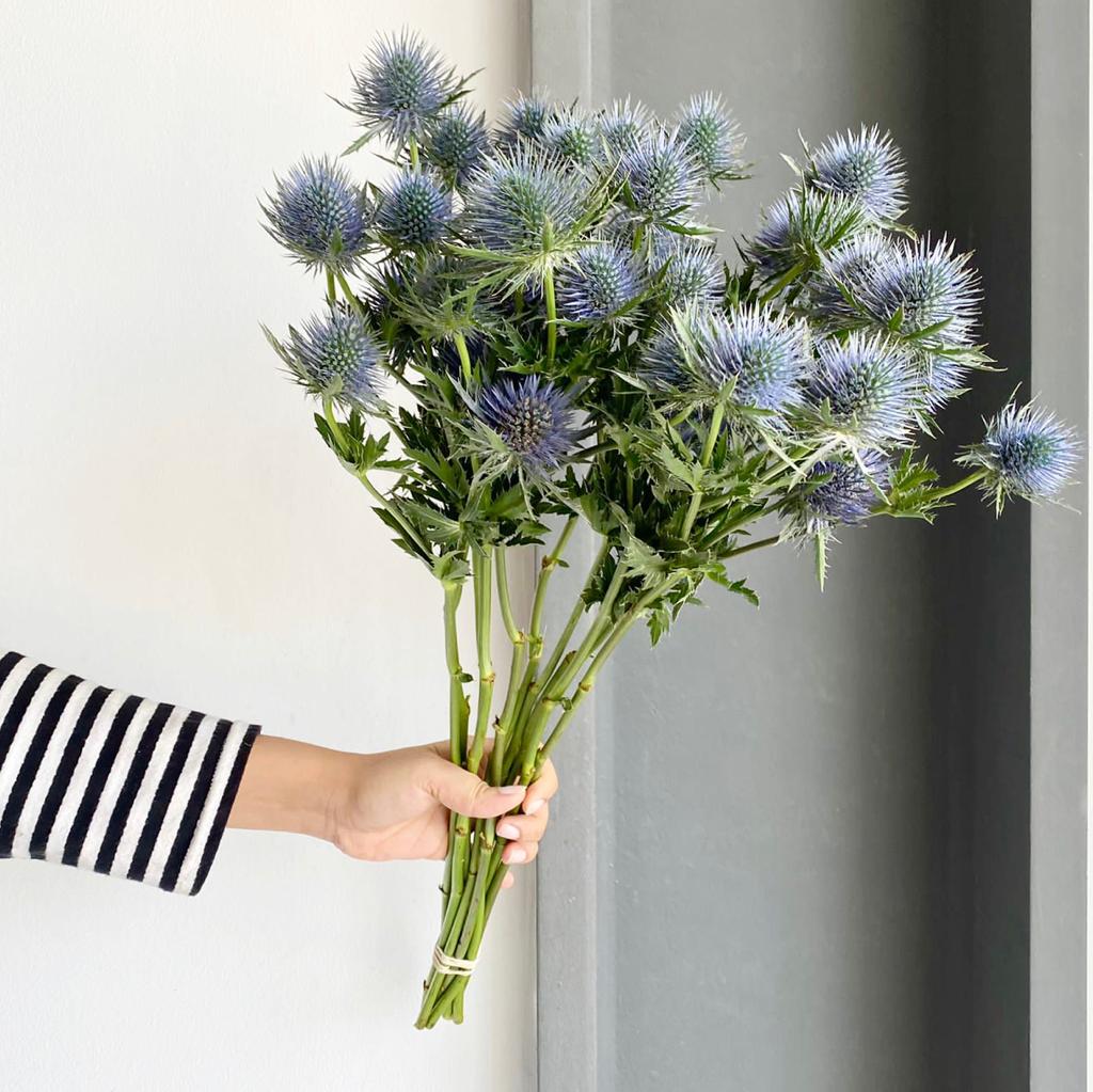 Eryngium Magnetar Questar Blue