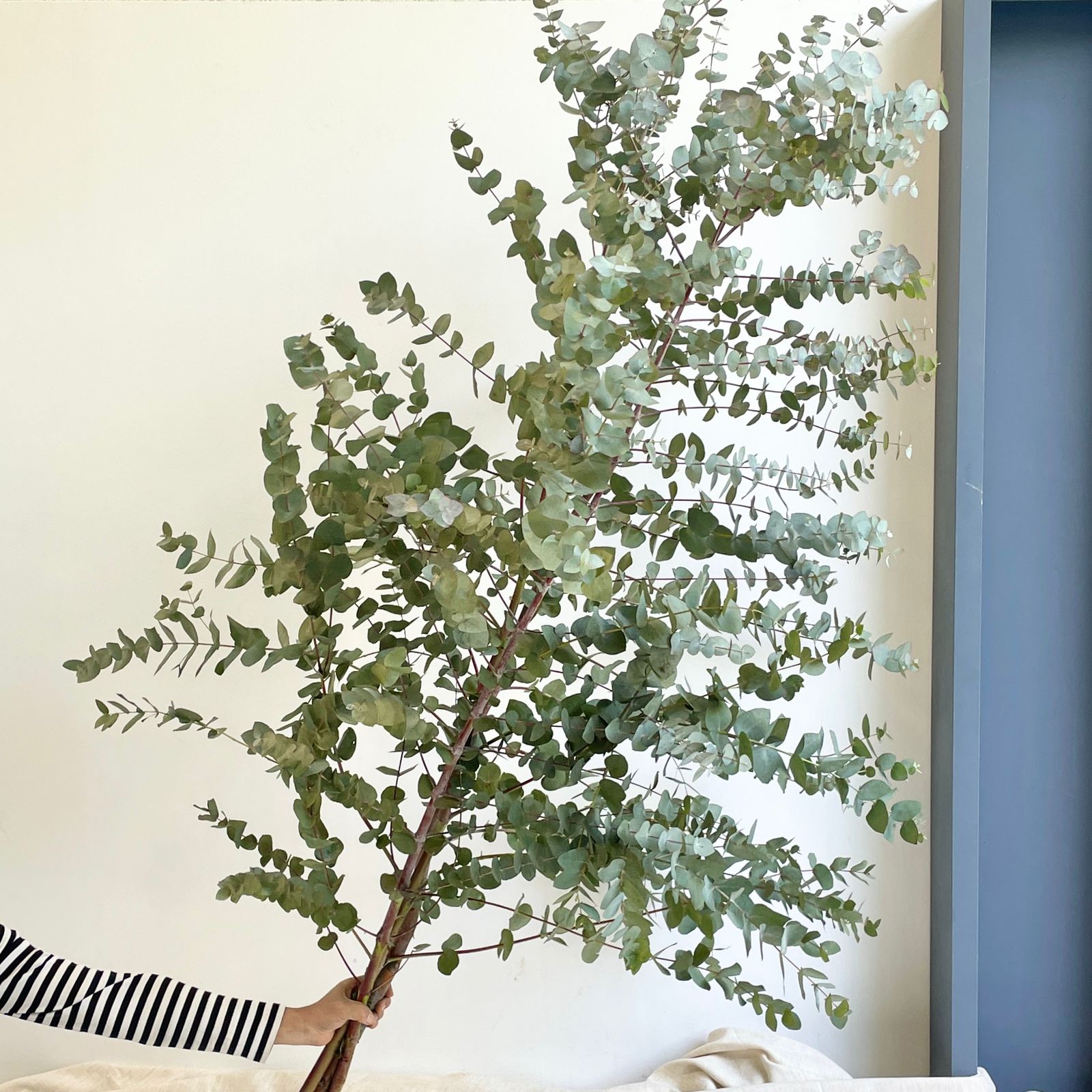 Eucalyptus Cinerea Branches Super Tall