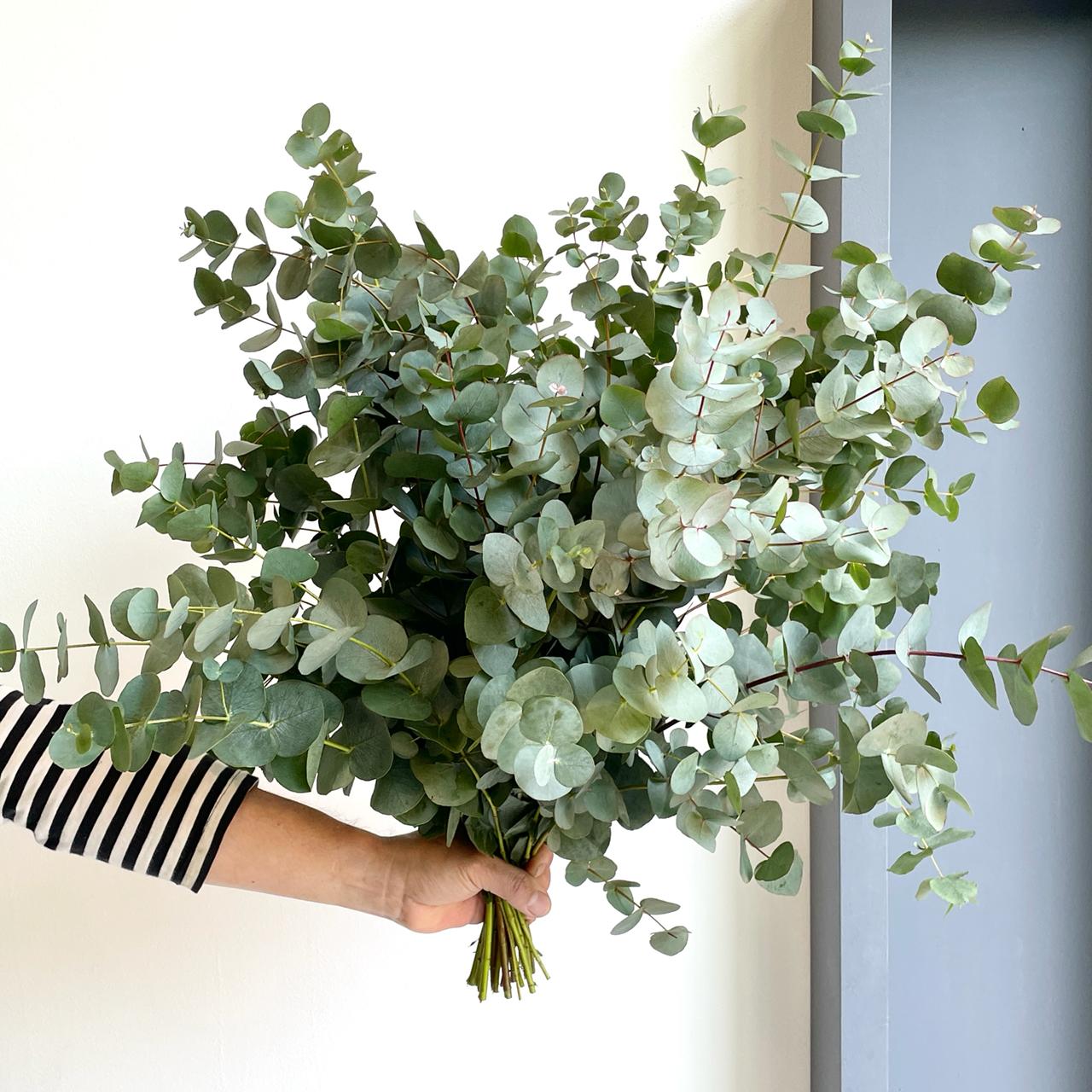 Eucalyptus Cinerea