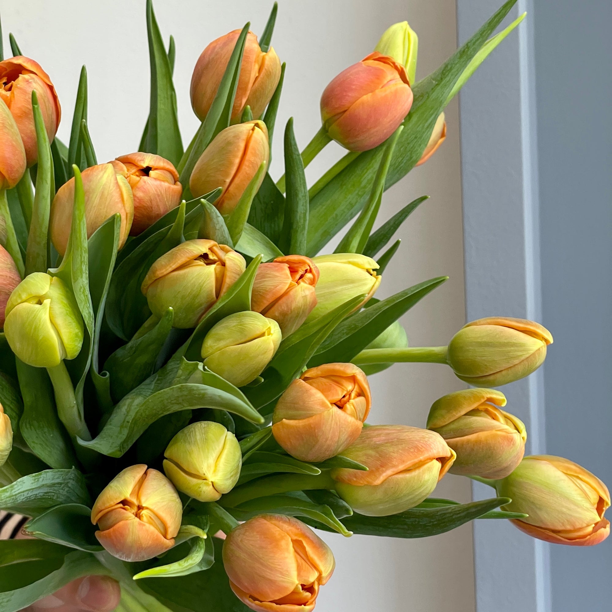 Tulips Double - Icoon Orange