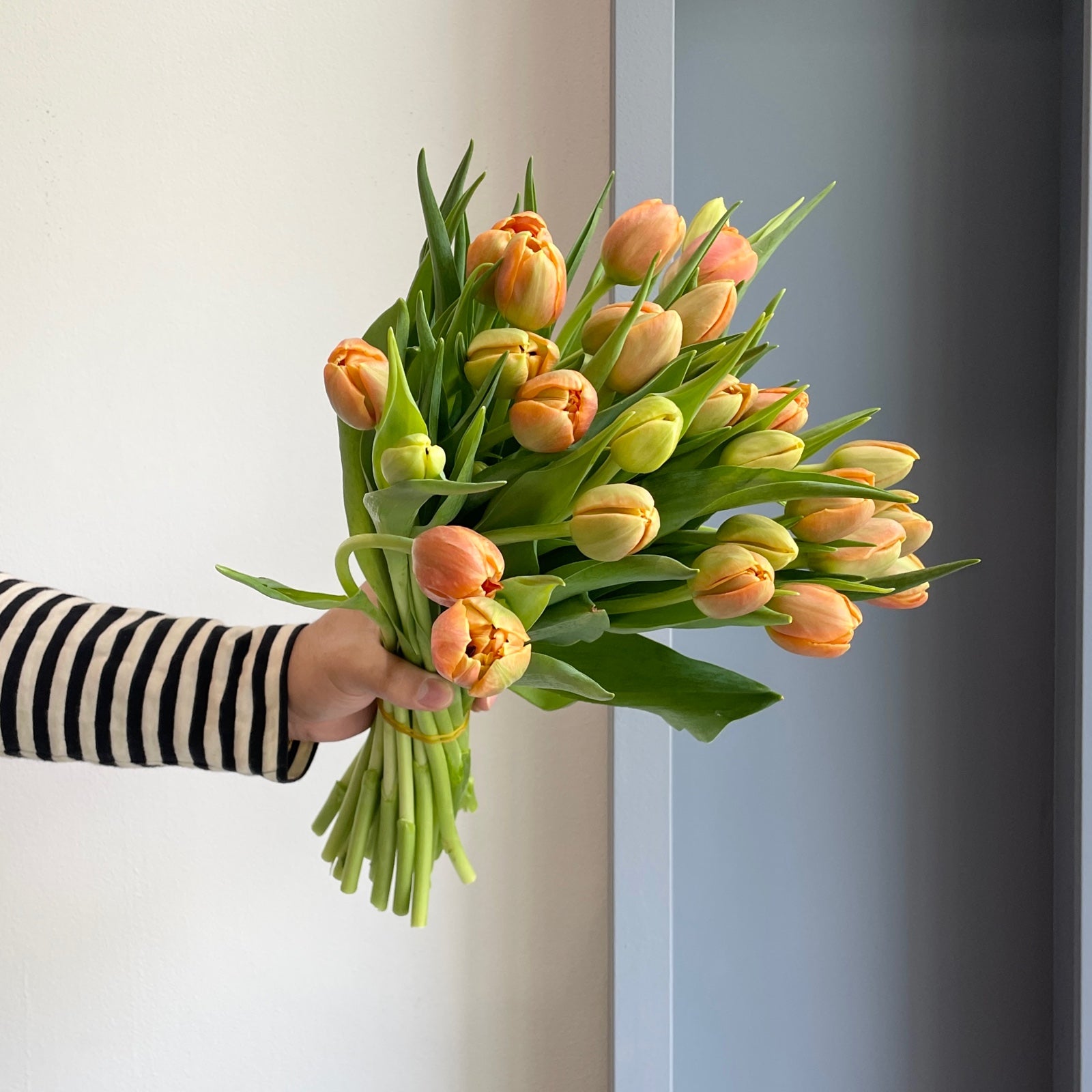 Tulips Double - Icoon Orange